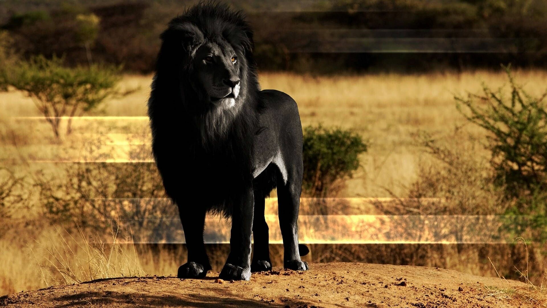 Black lion, Lions Wallpaper, Full HD Desktop Black lion, Lions Wallpaper, Full HD Desktop — 1920×1080 HD wallpaper