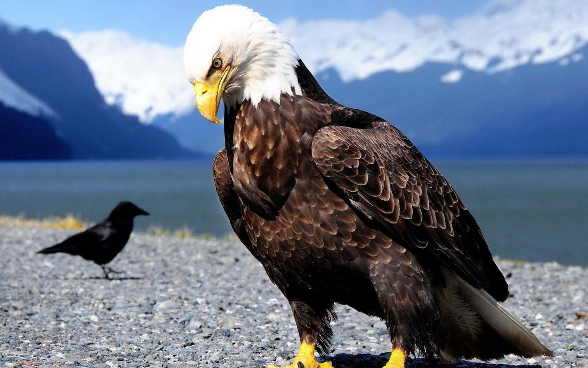 Bald eagle, Black crow, Snowy mountain lake Bald eagle, Black crow, Snowy mountain lake — 1920×1200 HD wallpaper