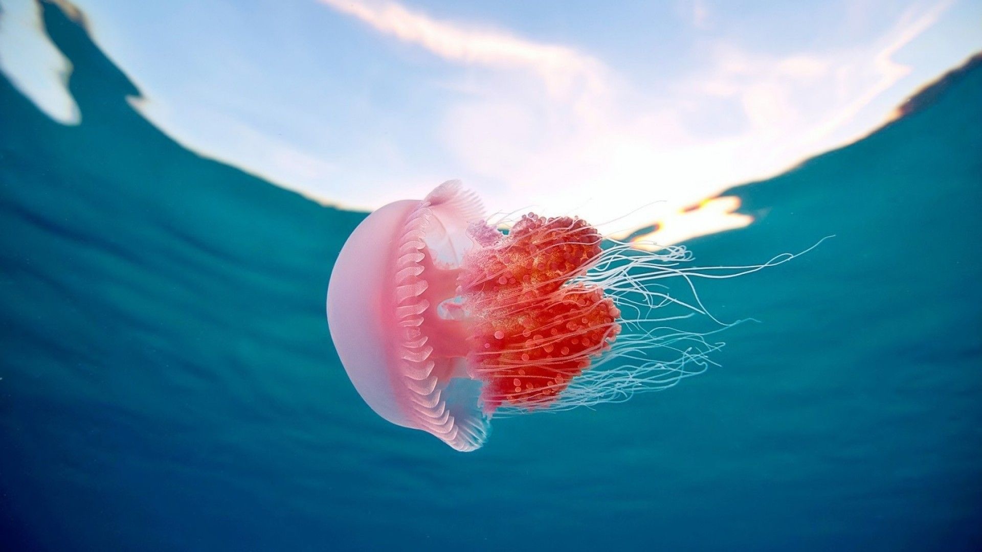 Pink crown jellyfish, Sunlit ocean surface, Trailing tentacles Pink crown jellyfish, Sunlit ocean surface, Trailing tentacles — 1920×1080 HD wallpaper