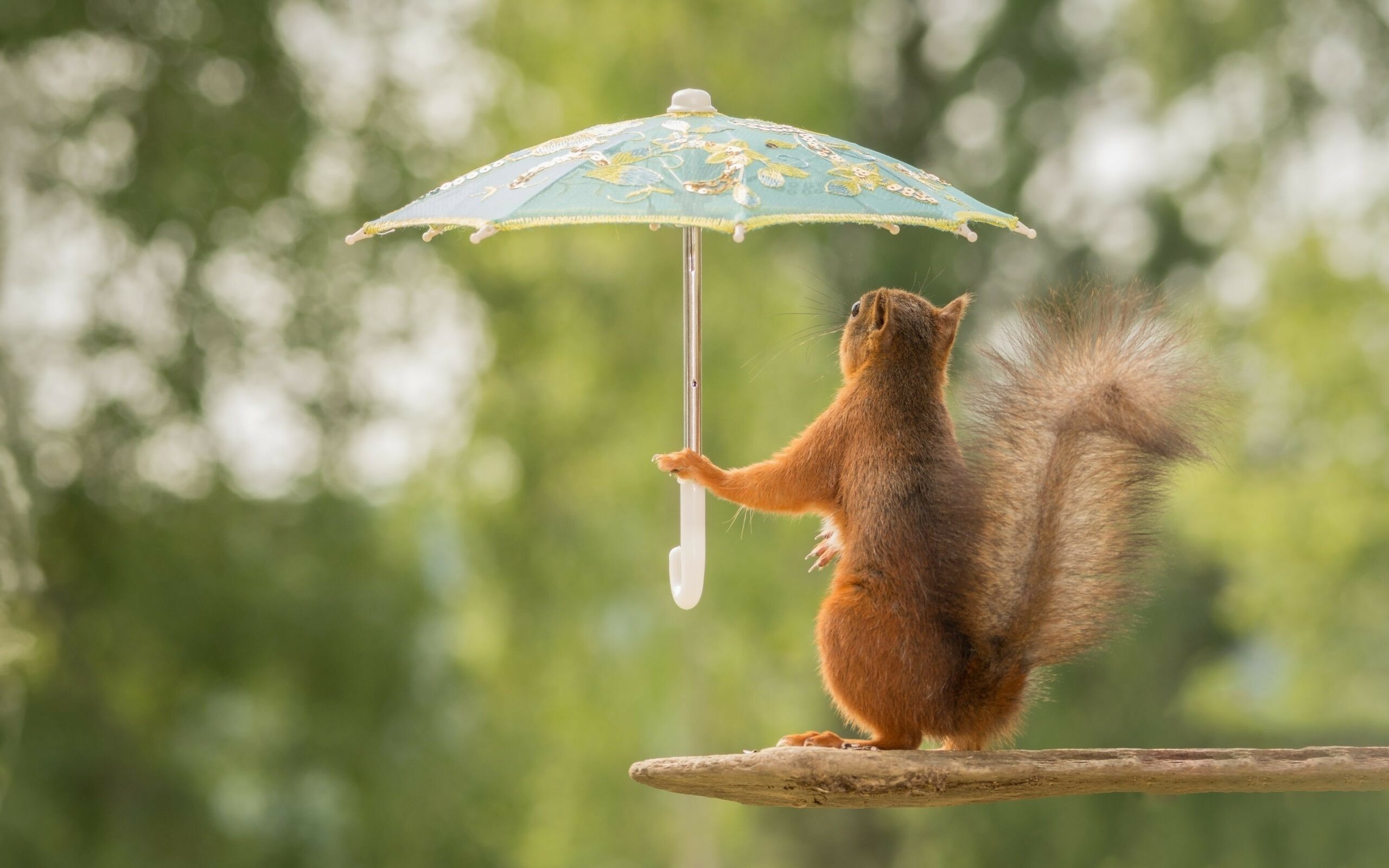 Eurasian red squirrel, Floral parasol umbrella, Wooden perch, Blurred green foliage Eurasian red squirrel, Floral parasol umbrella, Wooden perch, Blurred green foliage — 2560×1600 HD wallpaper