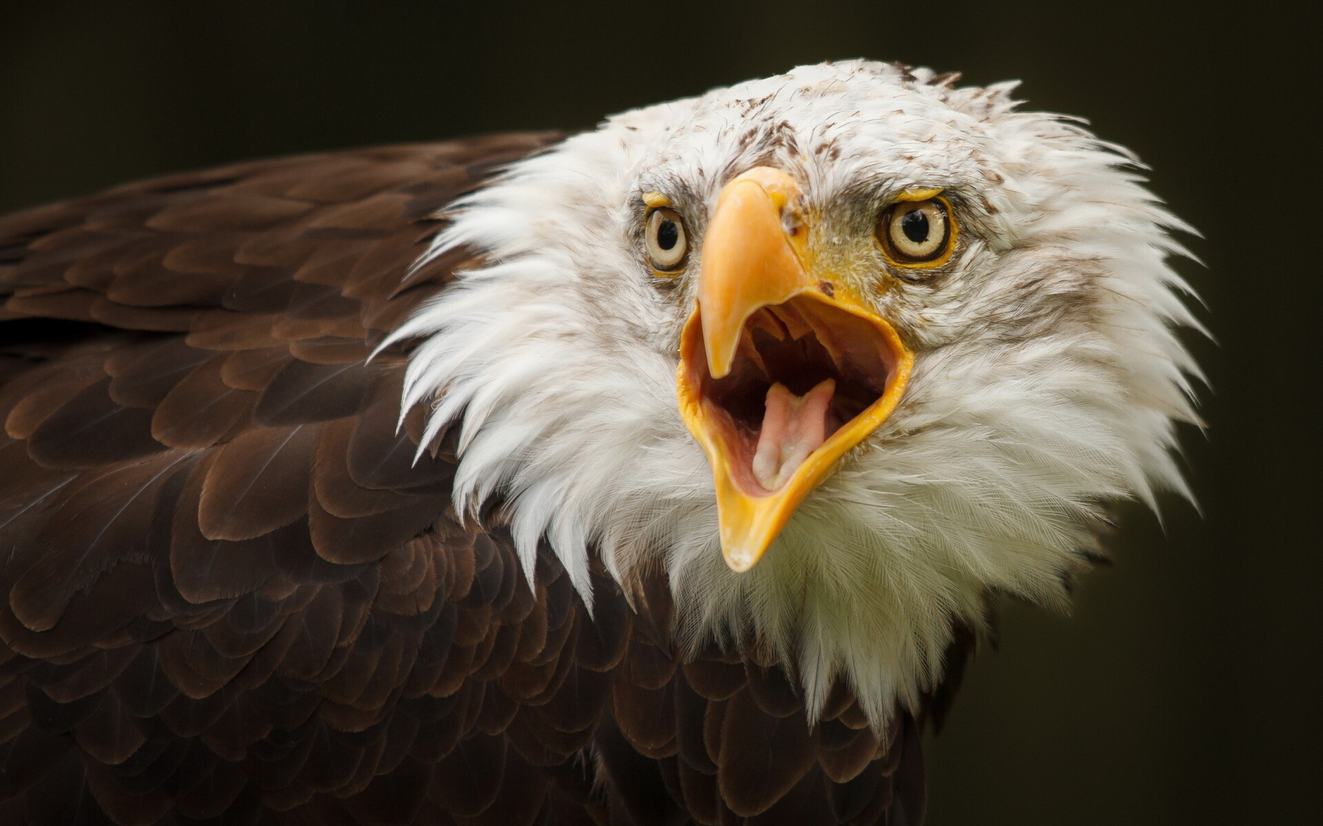 Bald eagle closeup, Open yellow beak, Screeching raptor Bald eagle closeup, Open yellow beak, Screeching raptor — 1920×1200 HD wallpaper
