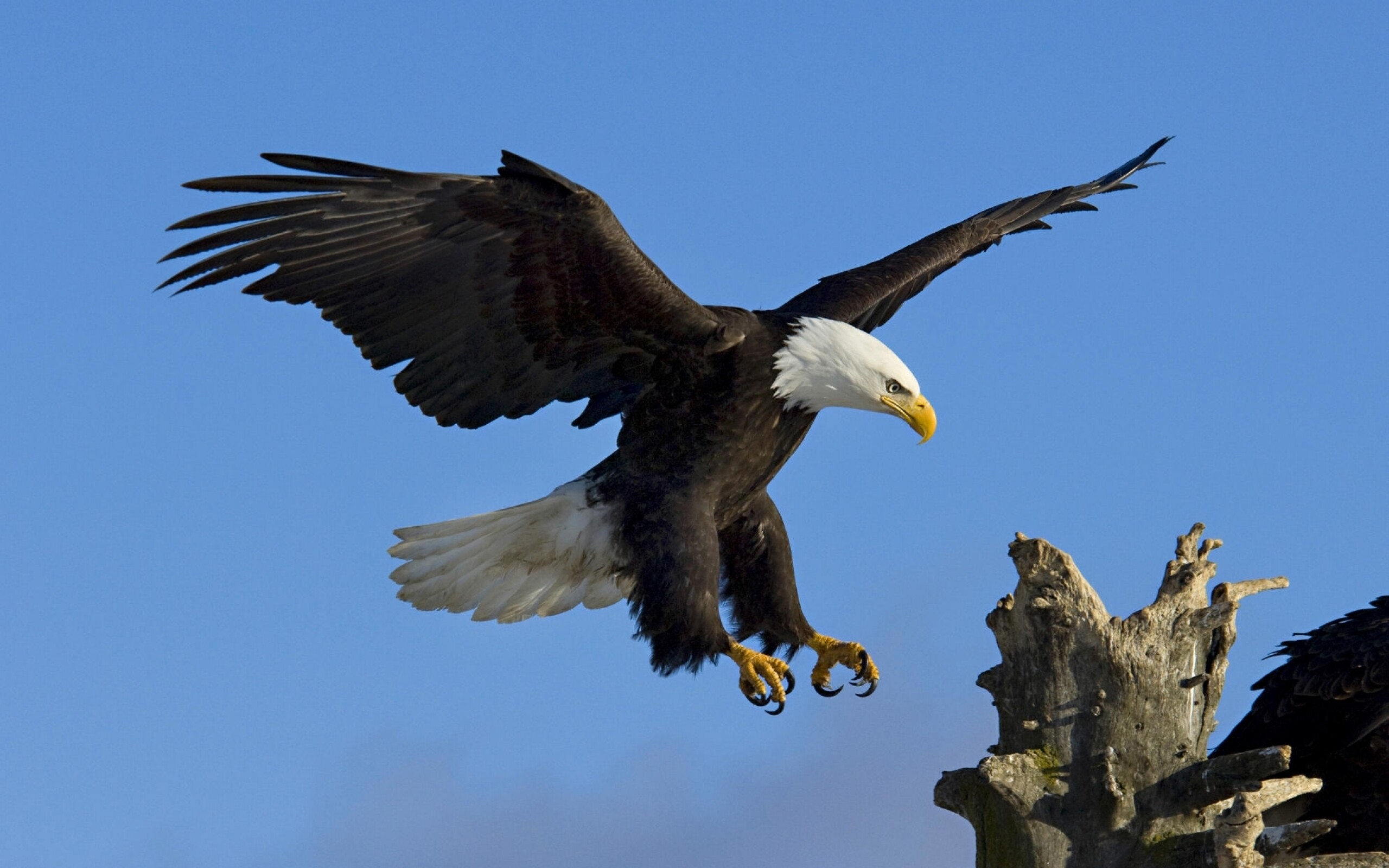 Bald eagle landing, Weathered tree stump, Clear blue sky Bald eagle landing, Weathered tree stump, Clear blue sky — 2560×1600 HD wallpaper
