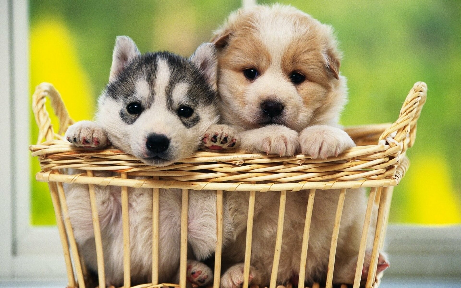 Siberian Husky puppy, Tan puppy, Wicker basket pair Siberian Husky puppy, Tan puppy, Wicker basket pair — 1920×1200 HD wallpaper