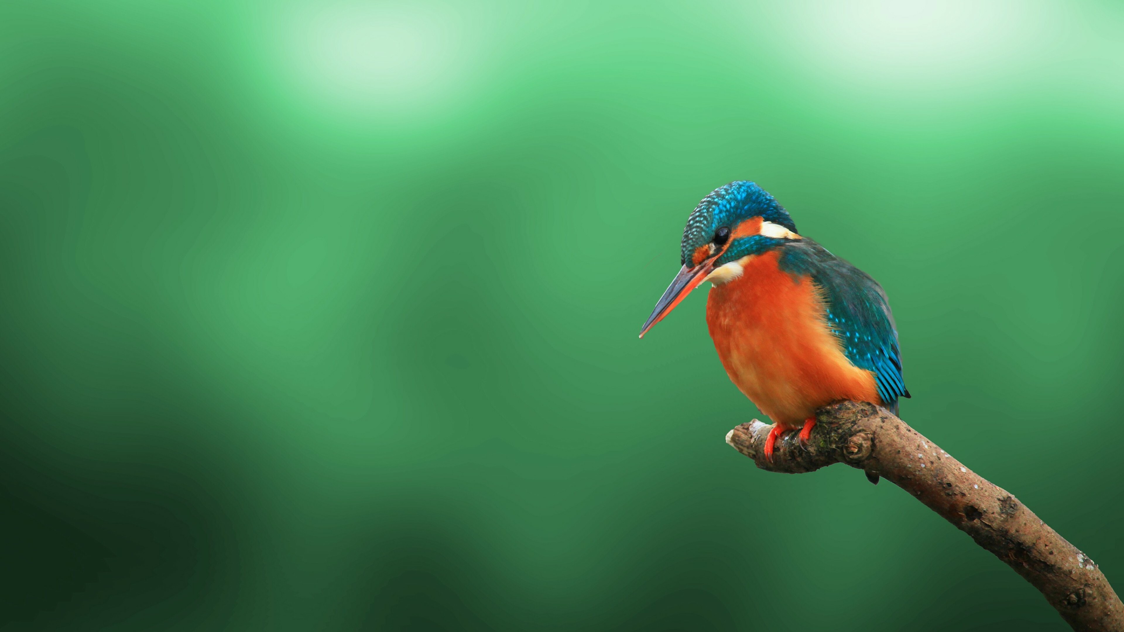 Common kingfisher, Perched on branch, Blurred green background Common kingfisher, Perched on branch, Blurred green background — 3840×2160 HD wallpaper