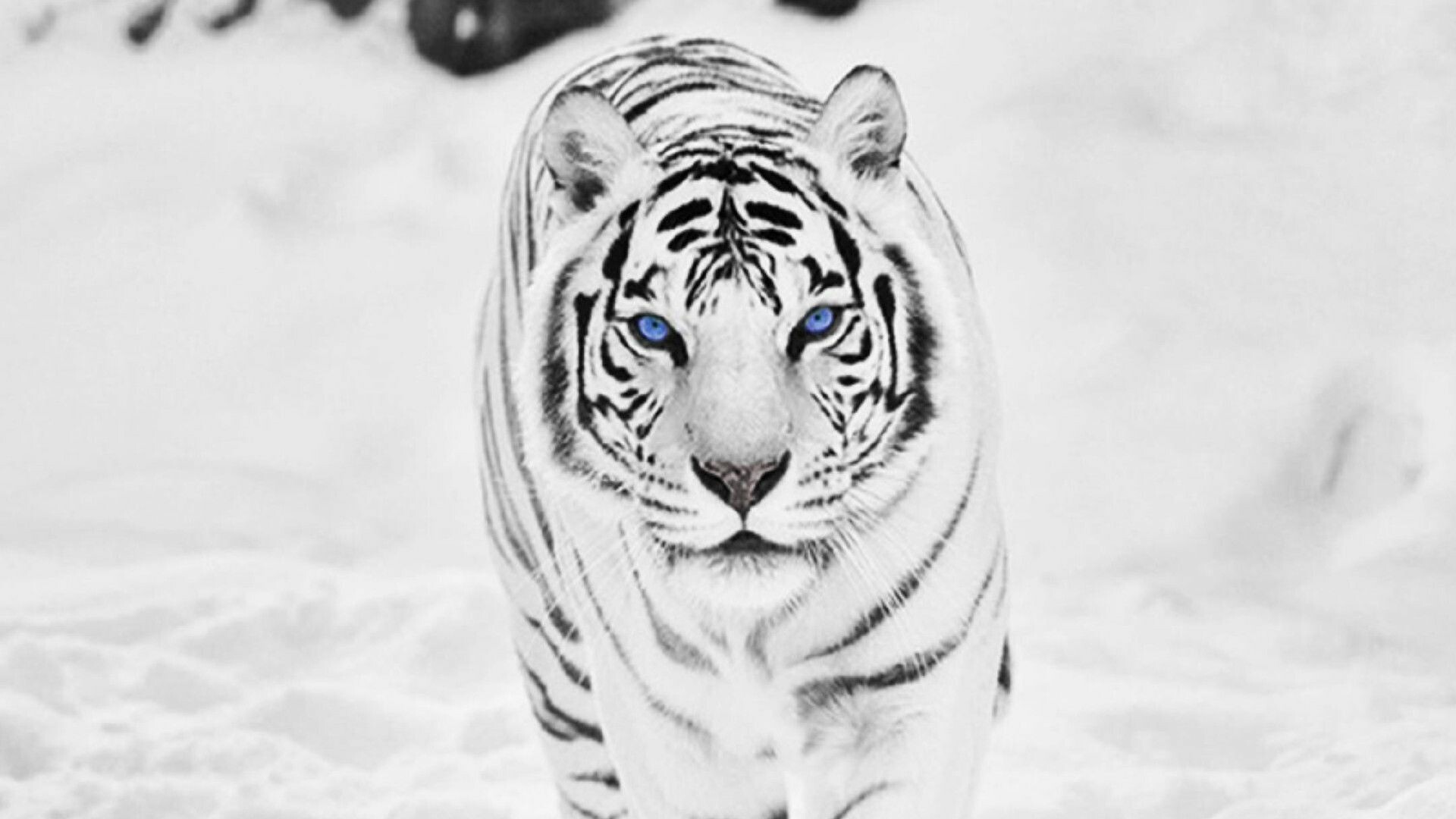 Blue-eyed white tiger, Walking in snow, Icy monochrome tones — 1920×1080 HD wallpaper