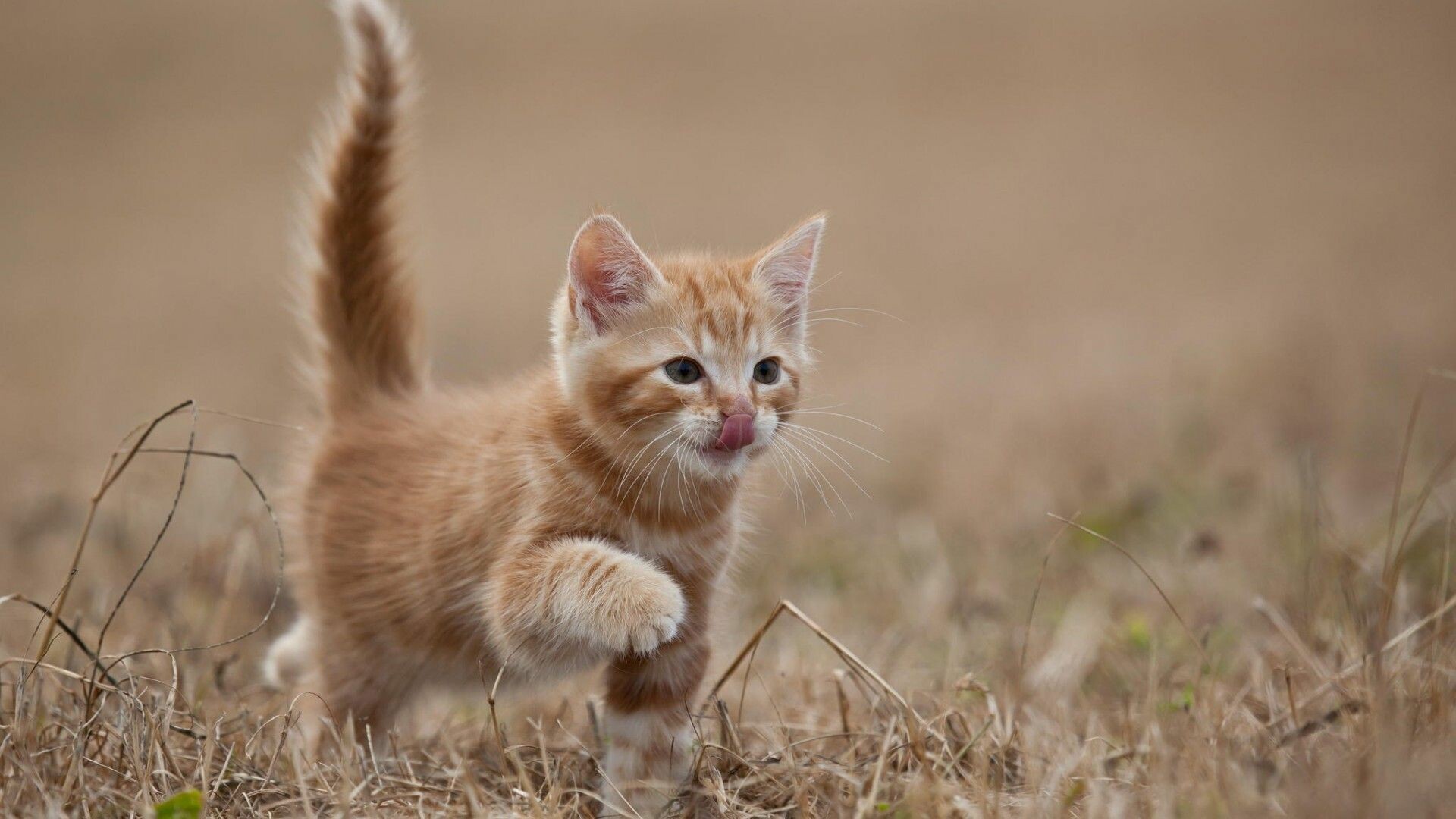 Ginger tabby kitten, Dry grass field, Tongue licking nose Ginger tabby kitten, Dry grass field, Tongue licking nose — 1920×1080 HD wallpaper
