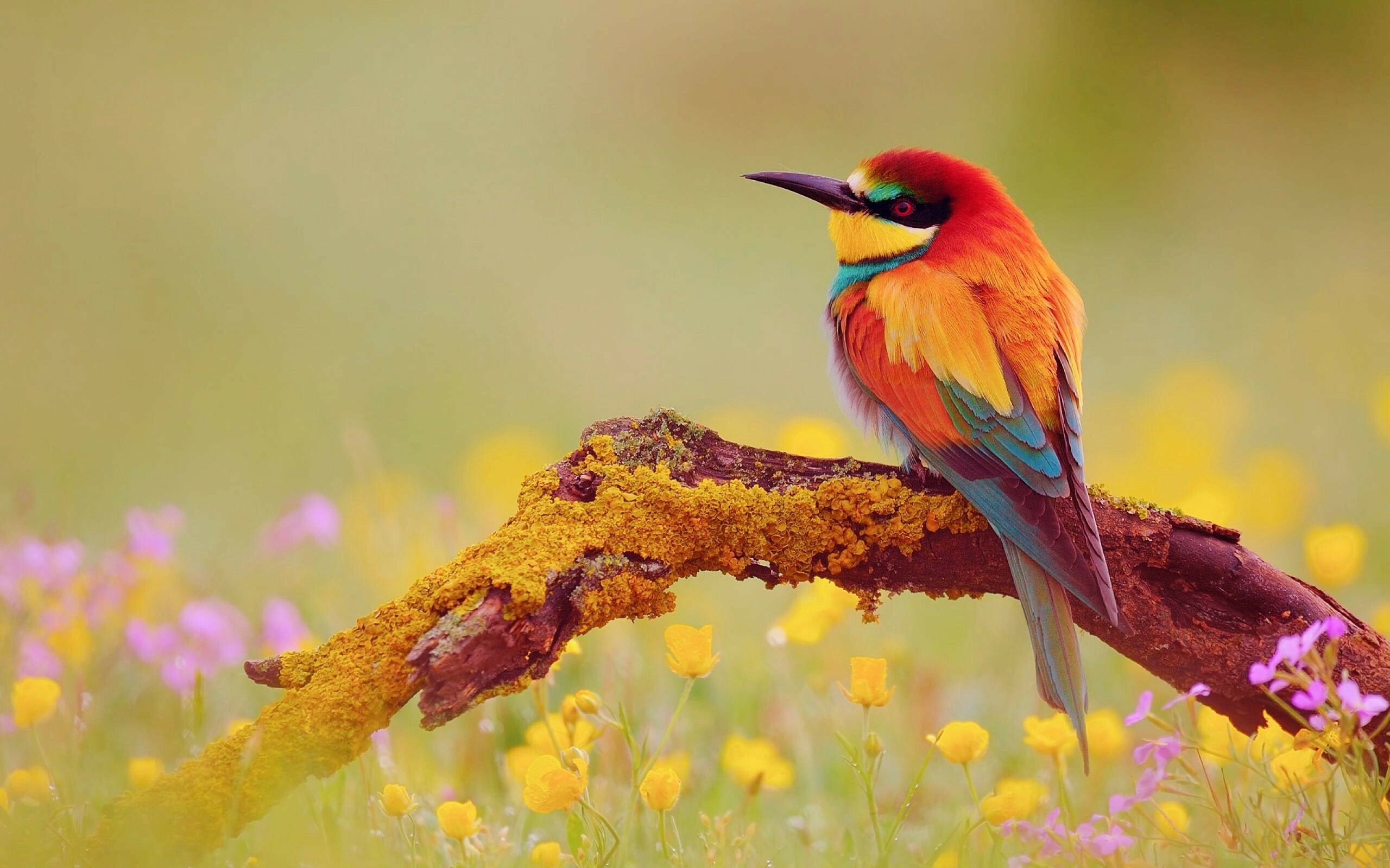 European bee-eater, Birds Wallpaper, HD Desktop European bee-eater, Birds Wallpaper, HD Desktop — 2560×1600 HD wallpaper