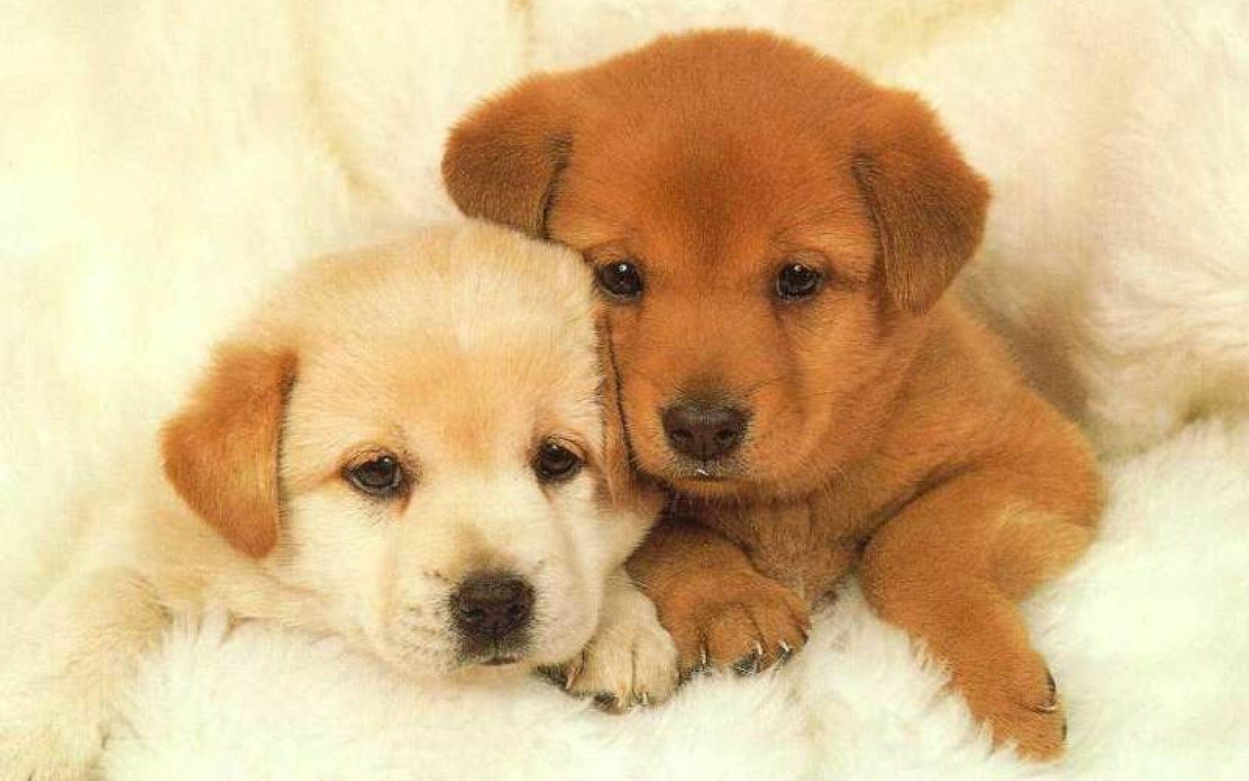 Golden Retriever puppies, Cream puppy cuddling, White fluffy blanket Golden Retriever puppies, Cream puppy cuddling, White fluffy blanket — 2560×1600 HD wallpaper