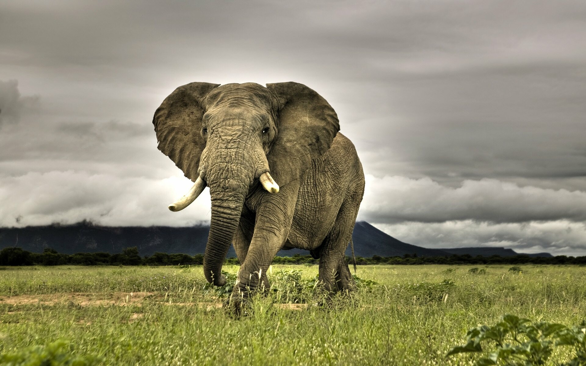 African bush elephant tusks, Savanna grassland plain, Stormy overcast sky African bush elephant tusks, Savanna grassland plain, Stormy overcast sky — 1920×1200 HD wallpaper