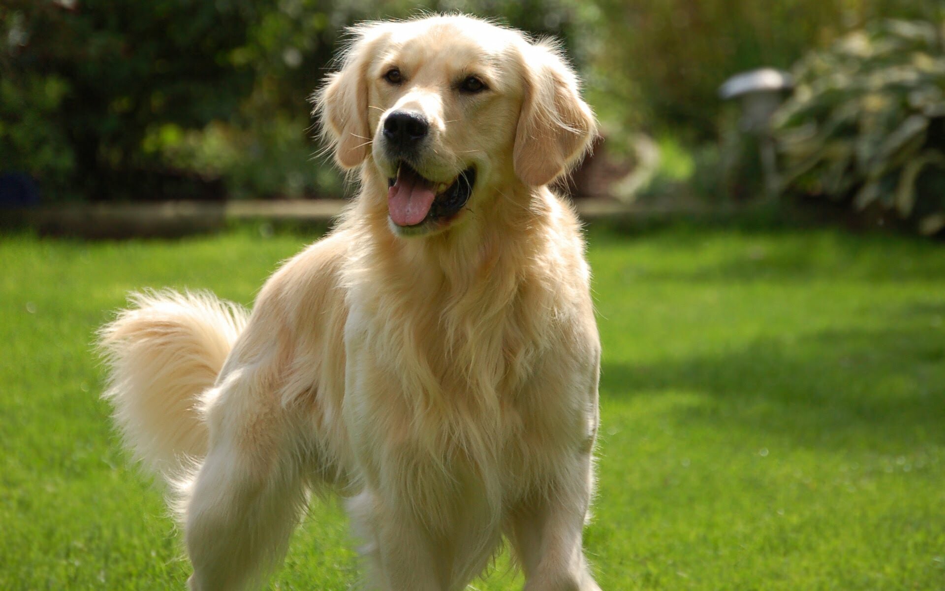 Golden Retriever, Sunlit green lawn, Garden foliage backdrop Golden Retriever, Sunlit green lawn, Garden foliage backdrop — 1920×1200 HD wallpaper