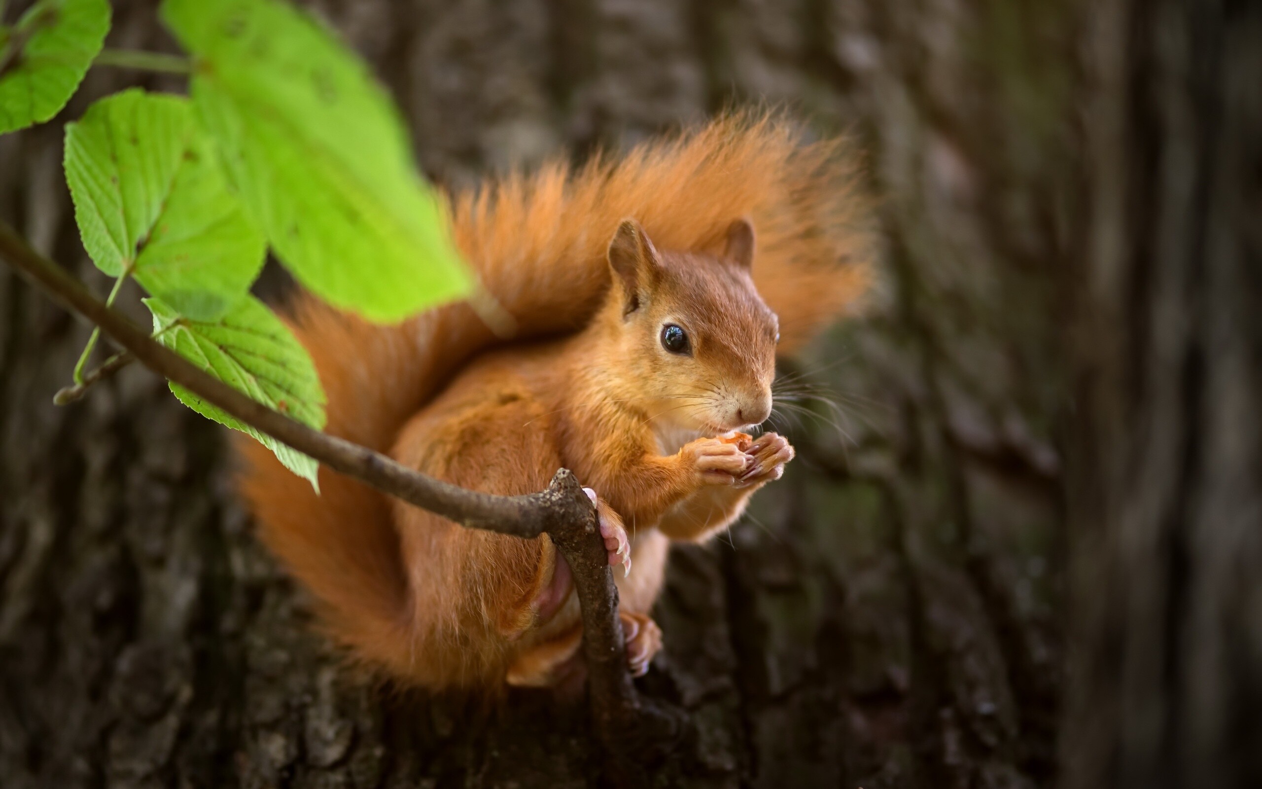 Eurasian red squirrel, Hazel leaves branch, Tree bark trunk Eurasian red squirrel, Hazel leaves branch, Tree bark trunk — 2560×1600 HD wallpaper