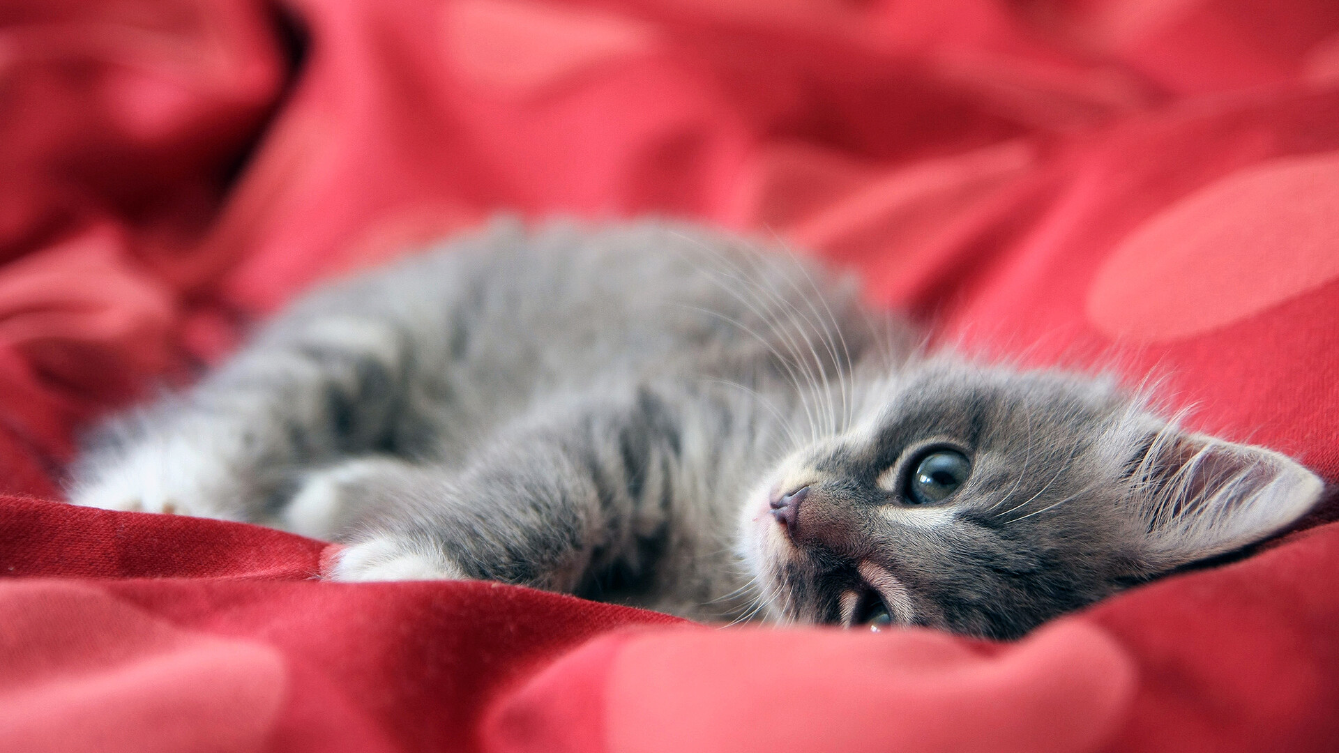 Fluffy gray tabby kitten, Red polka-dot blanket, Resting pose Fluffy gray tabby kitten, Red polka-dot blanket, Resting pose — 1920×1080 HD wallpaper