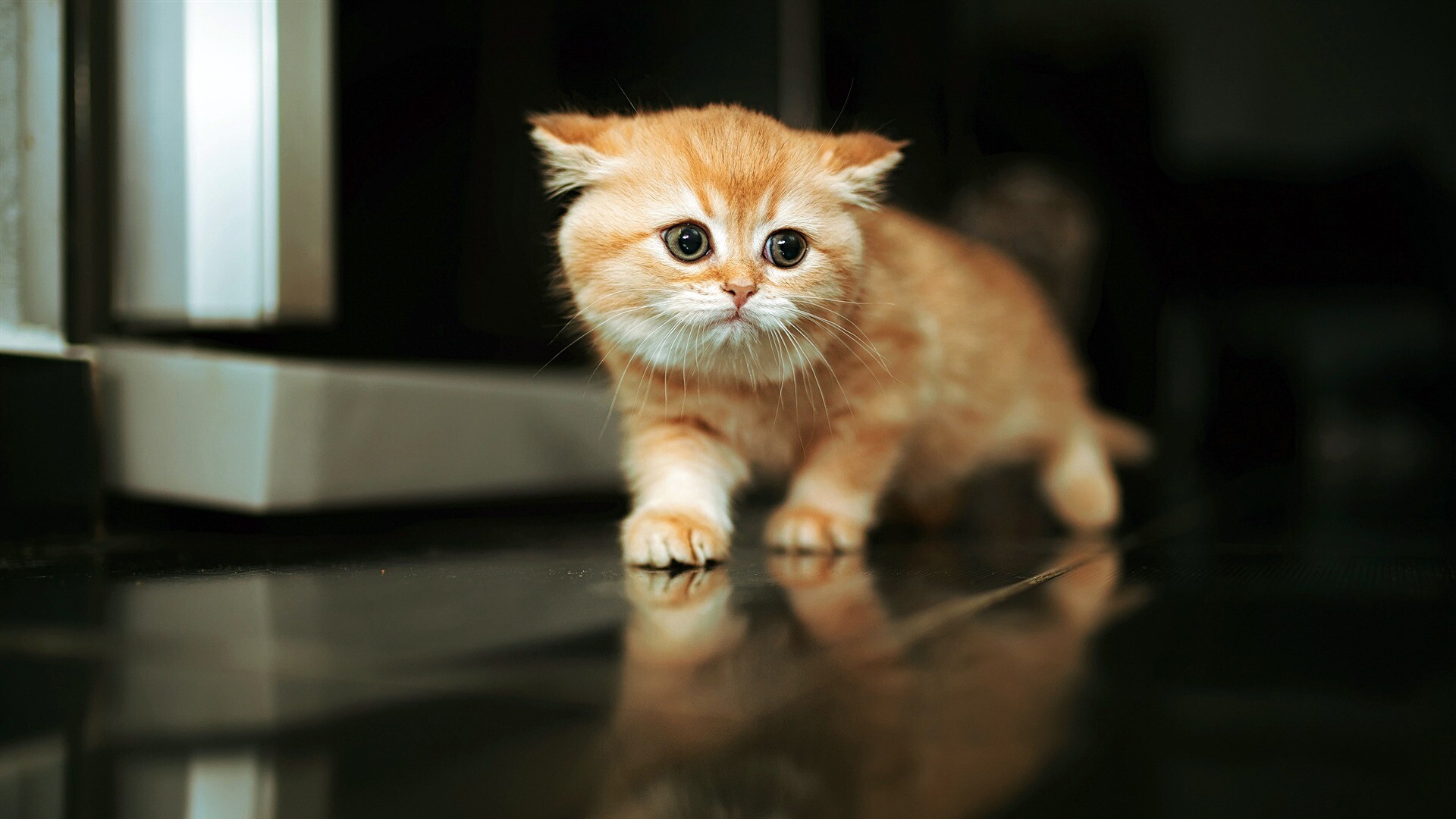 Ginger British Shorthair kitten, Glossy dark floor reflection, Dim indoor room Ginger British Shorthair kitten, Glossy dark floor reflection, Dim indoor room — 1920×1080 HD wallpaper