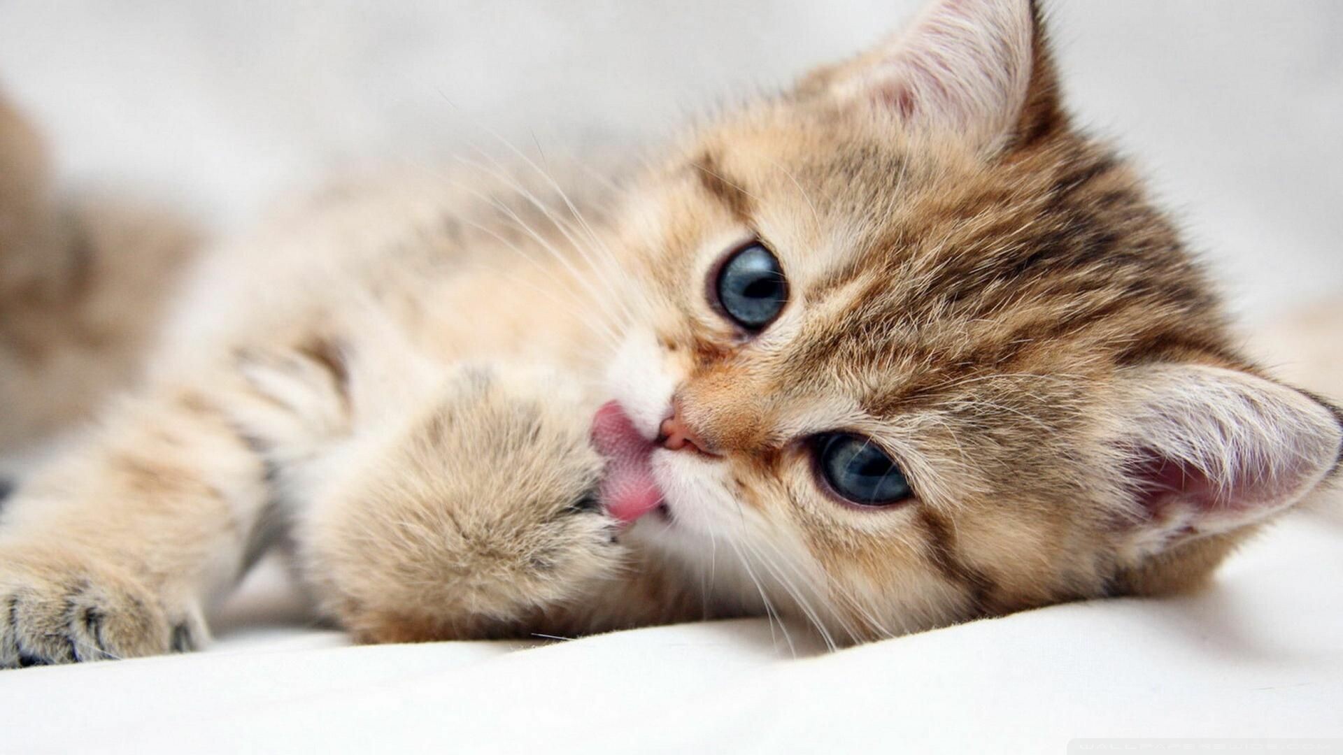 Ginger tabby kitten, Licking paw, White blanket Ginger tabby kitten, Licking paw, White blanket — 1920×1080 HD wallpaper