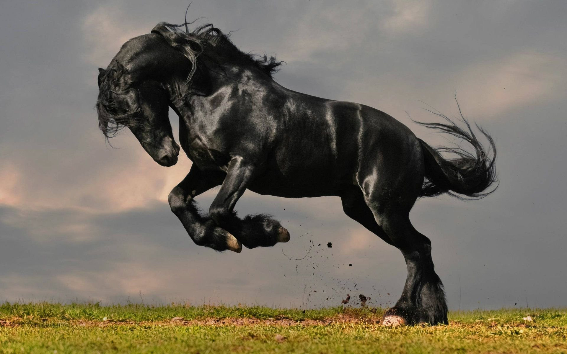 Black Friesian horse bucking, Green grass field, Overcast grey sky Black Friesian horse bucking, Green grass field, Overcast grey sky — 1920×1200 HD wallpaper