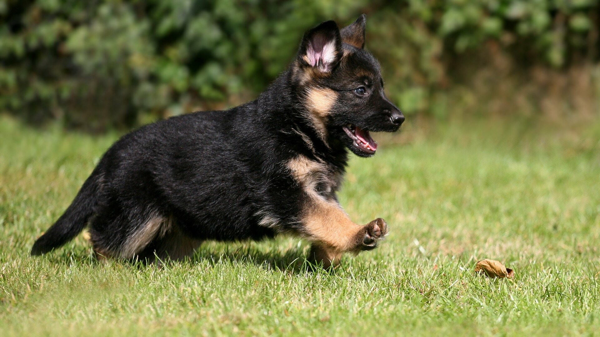 German Shepherd puppy, Running on grass, Sunlit garden lawn German Shepherd puppy, Running on grass, Sunlit garden lawn — 1920×1080 HD wallpaper
