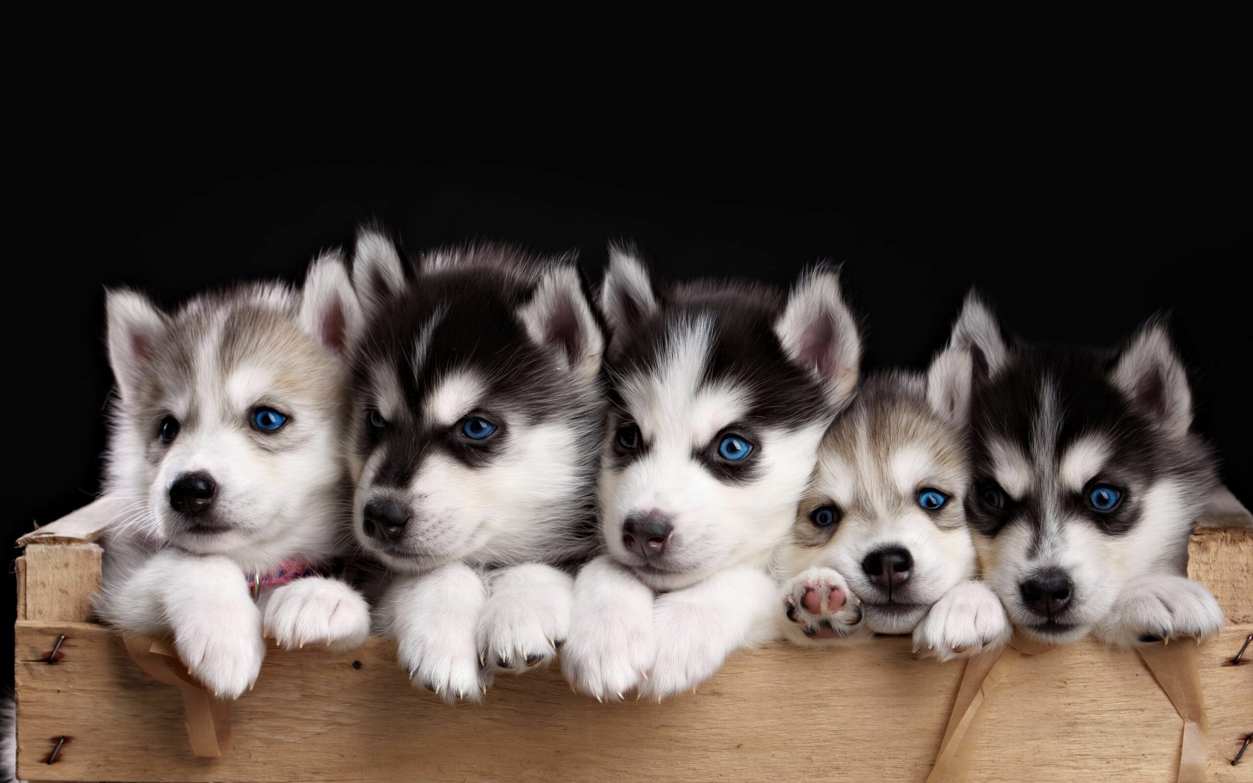 Siberian Husky puppies, Wooden crate, Blue eyes Siberian Husky puppies, Wooden crate, Blue eyes — 2560×1600 HD wallpaper