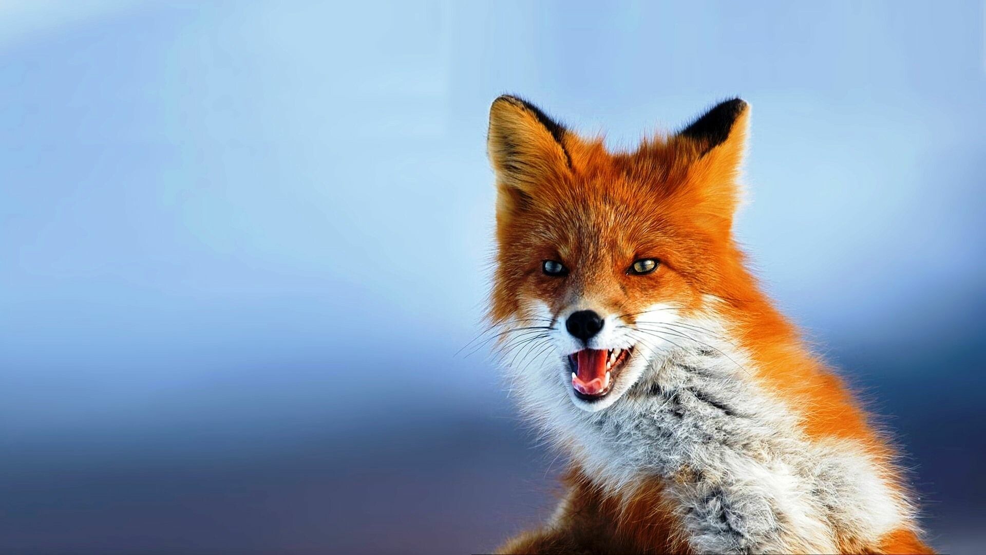Snarling red fox, Open mouth teeth, Blurred blue background Snarling red fox, Open mouth teeth, Blurred blue background — 1920×1080 HD wallpaper