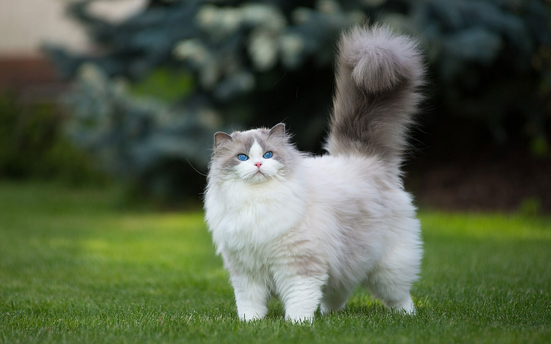Persian, Cats Wallpaper, HD Desktop Persian, Cats Wallpaper, HD Desktop — 1920×1200 HD wallpaper