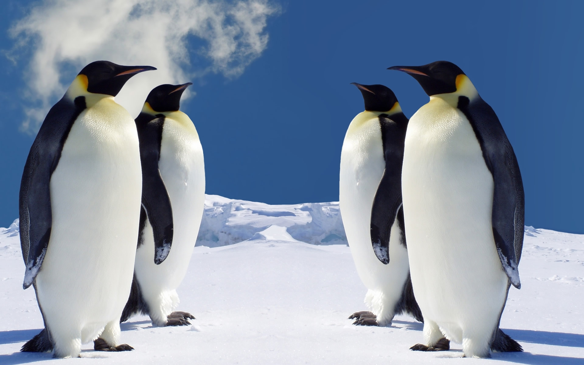 Emperor penguins group, Antarctic snow ice, Clear blue sky Emperor penguins group, Antarctic snow ice, Clear blue sky — 1920×1200 HD wallpaper