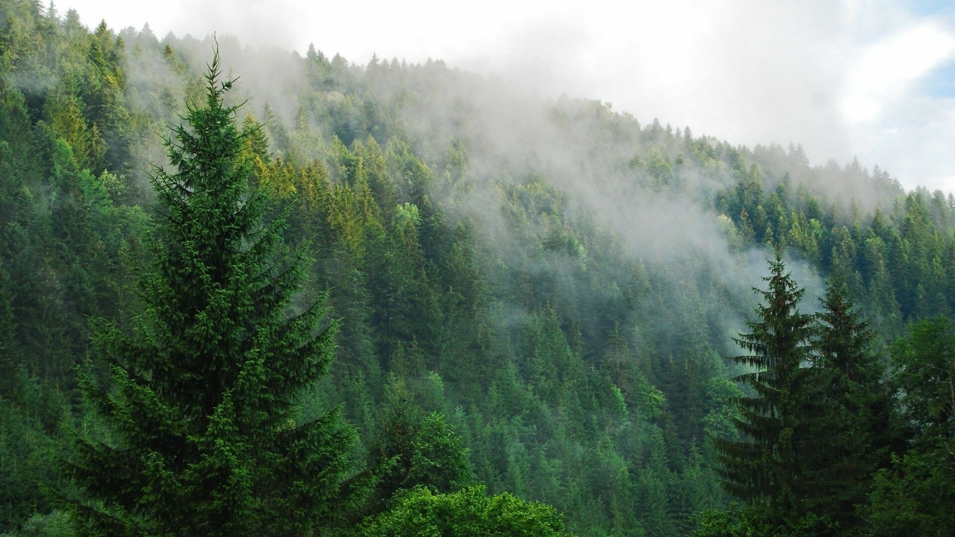 Misty conifer forest, Spruce trees hillside, Low clouds mountainside Misty conifer forest, Spruce trees hillside, Low clouds mountainside — 1920×1080 HD wallpaper