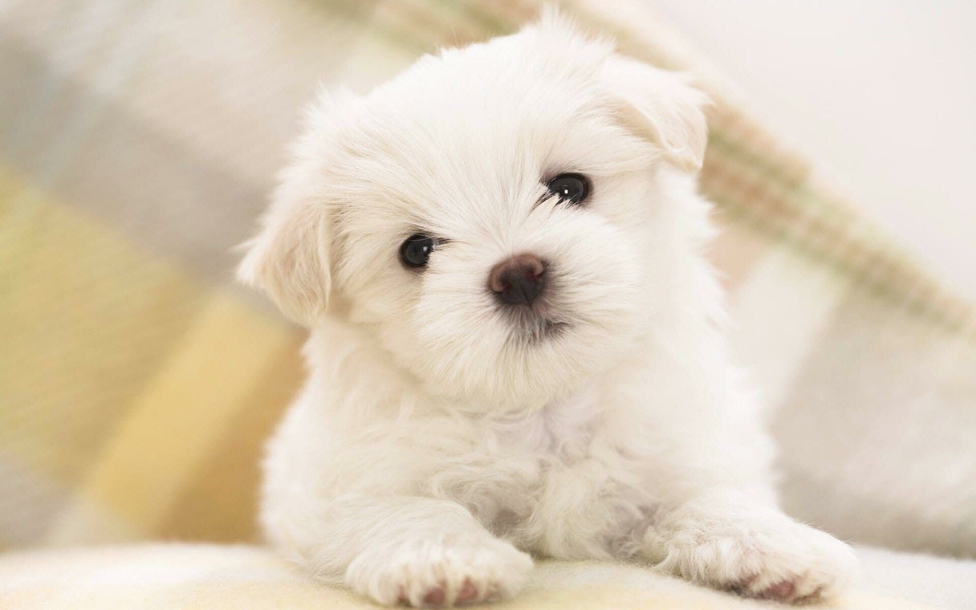Teacup, Puppies Wallpaper, HD Desktop Teacup, Puppies Wallpaper, HD Desktop — 1920×1200 HD wallpaper