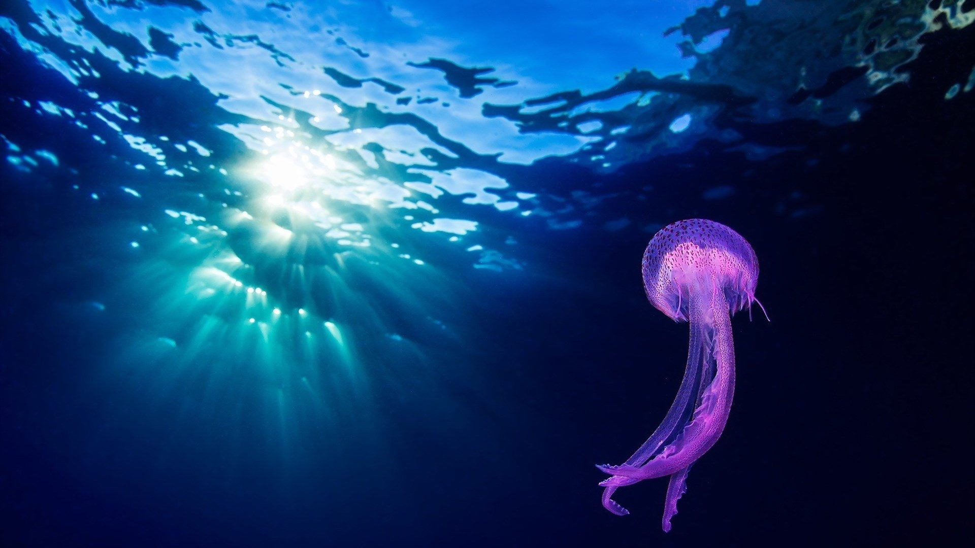Purple mauve stinger jellyfish, Underwater sun rays, Deep blue ocean Purple mauve stinger jellyfish, Underwater sun rays, Deep blue ocean — 1920×1080 HD wallpaper