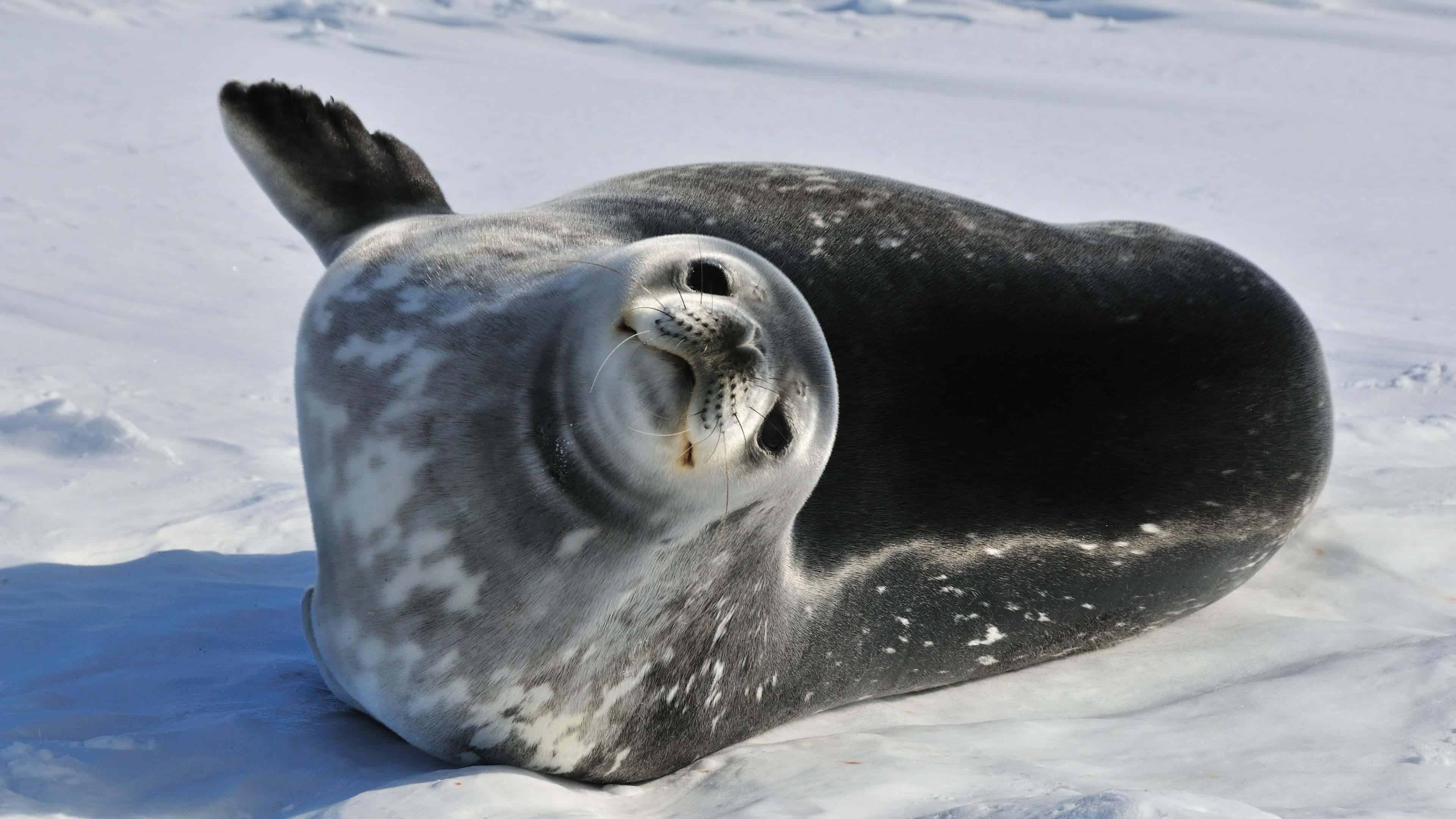 desktop seal desktop seal — 3840×2160 HD wallpaper