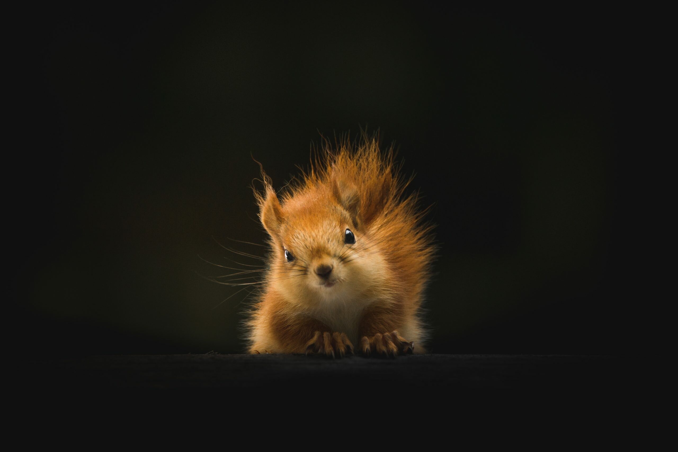 Eurasian red squirrel, Tufted ears closeup, Dark background Eurasian red squirrel, Tufted ears closeup, Dark background — 2560×1707 HD wallpaper