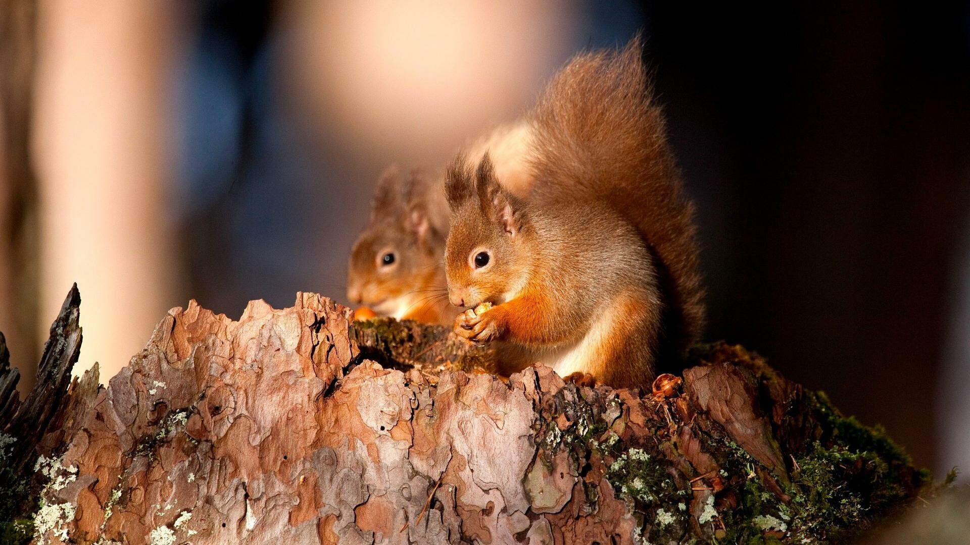 Eurasian red squirrels, Mossy pine tree stump, Eating nut Eurasian red squirrels, Mossy pine tree stump, Eating nut — 1920×1080 HD wallpaper