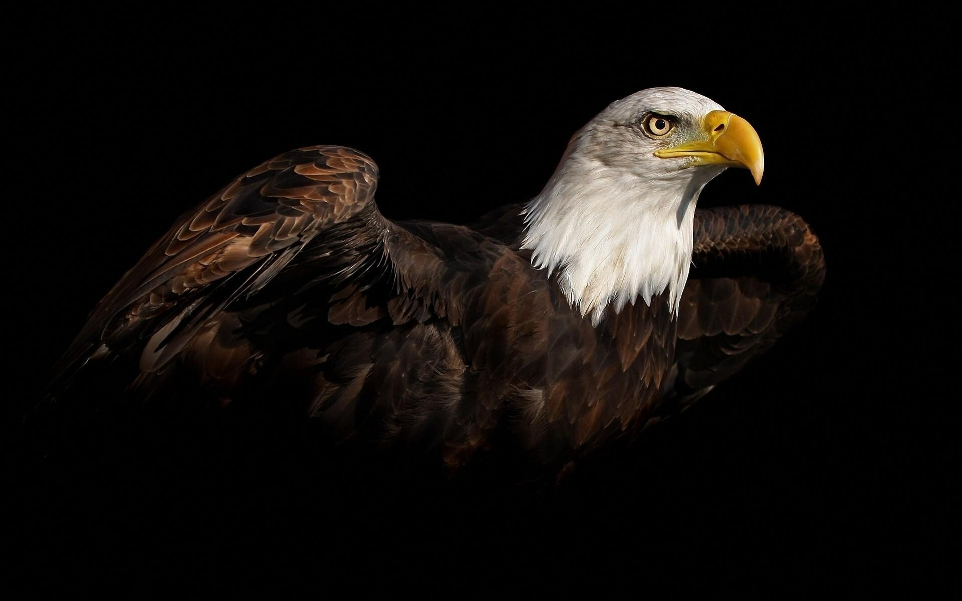 Bald eagle portrait, Yellow hooked beak, Black backdrop Bald eagle portrait, Yellow hooked beak, Black backdrop — 1920×1200 HD wallpaper