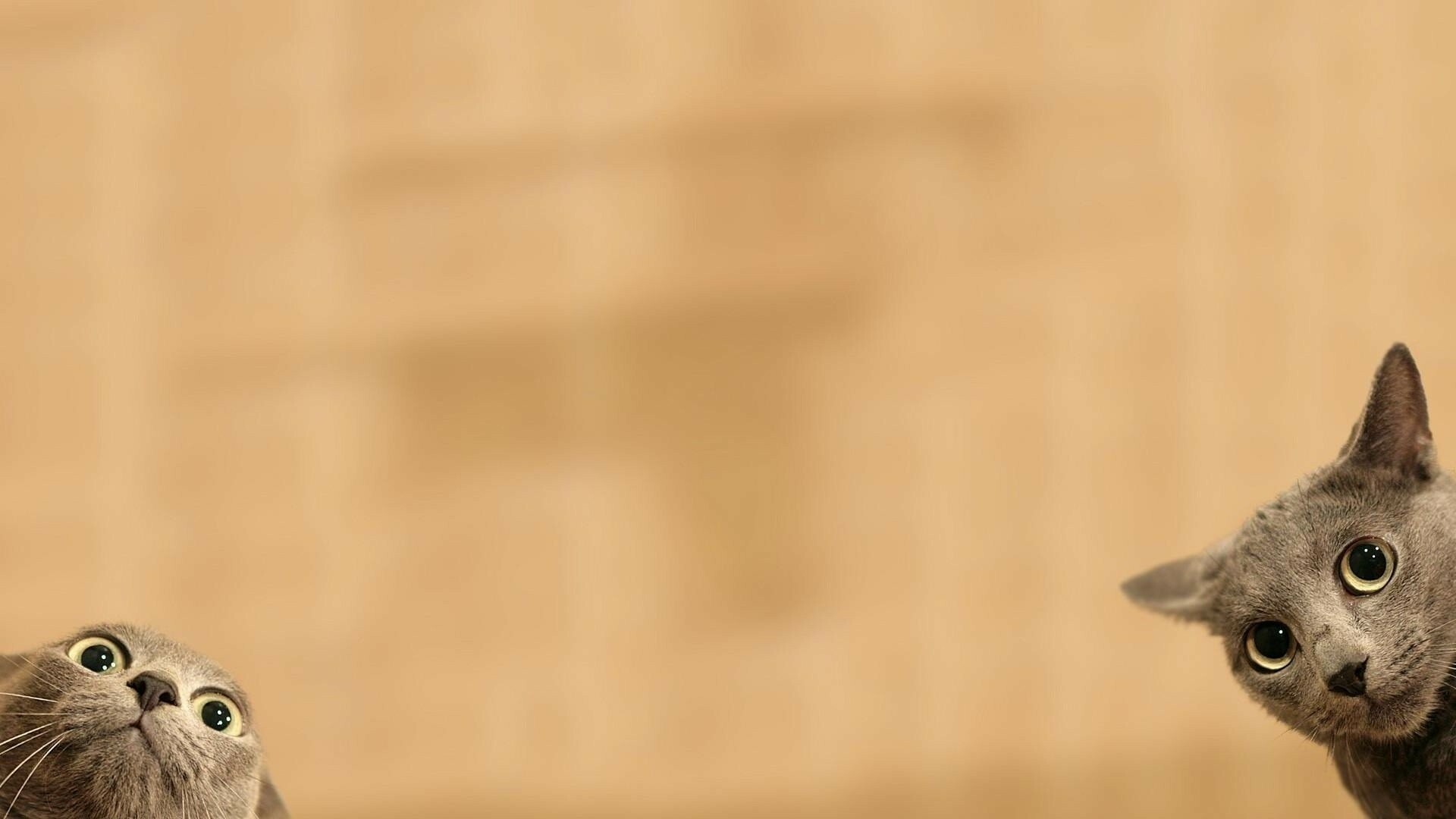Two grey shorthair cats, Peeking over edge, Beige blurred backdrop Two grey shorthair cats, Peeking over edge, Beige blurred backdrop — 1920×1080 HD wallpaper
