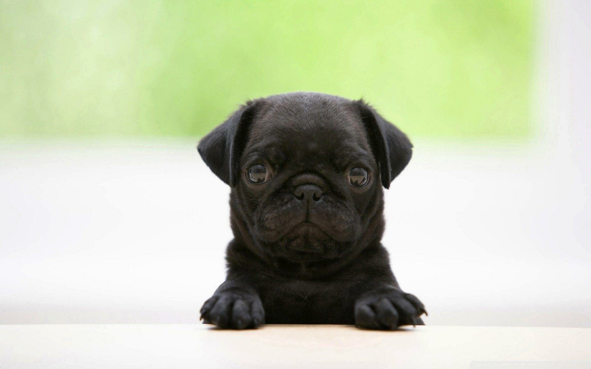 Black Pug puppy, Paws on ledge, Blurred green background Black Pug puppy, Paws on ledge, Blurred green background — 1920×1200 HD wallpaper