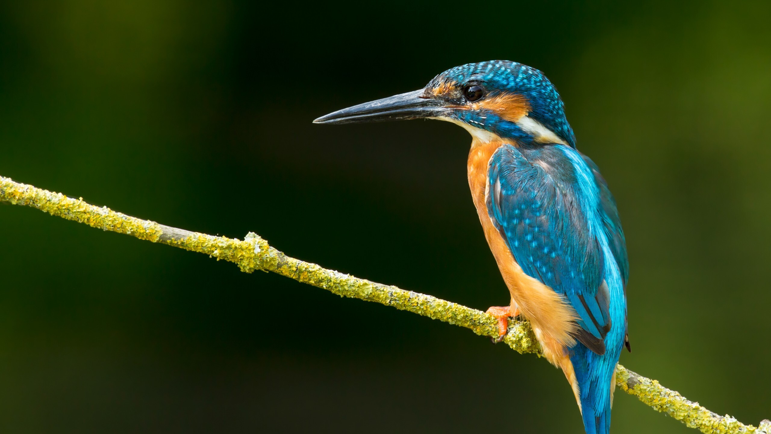 Common kingfisher, Mossy diagonal branch, Dark green bokeh Common kingfisher, Mossy diagonal branch, Dark green bokeh — 2560×1440 HD wallpaper
