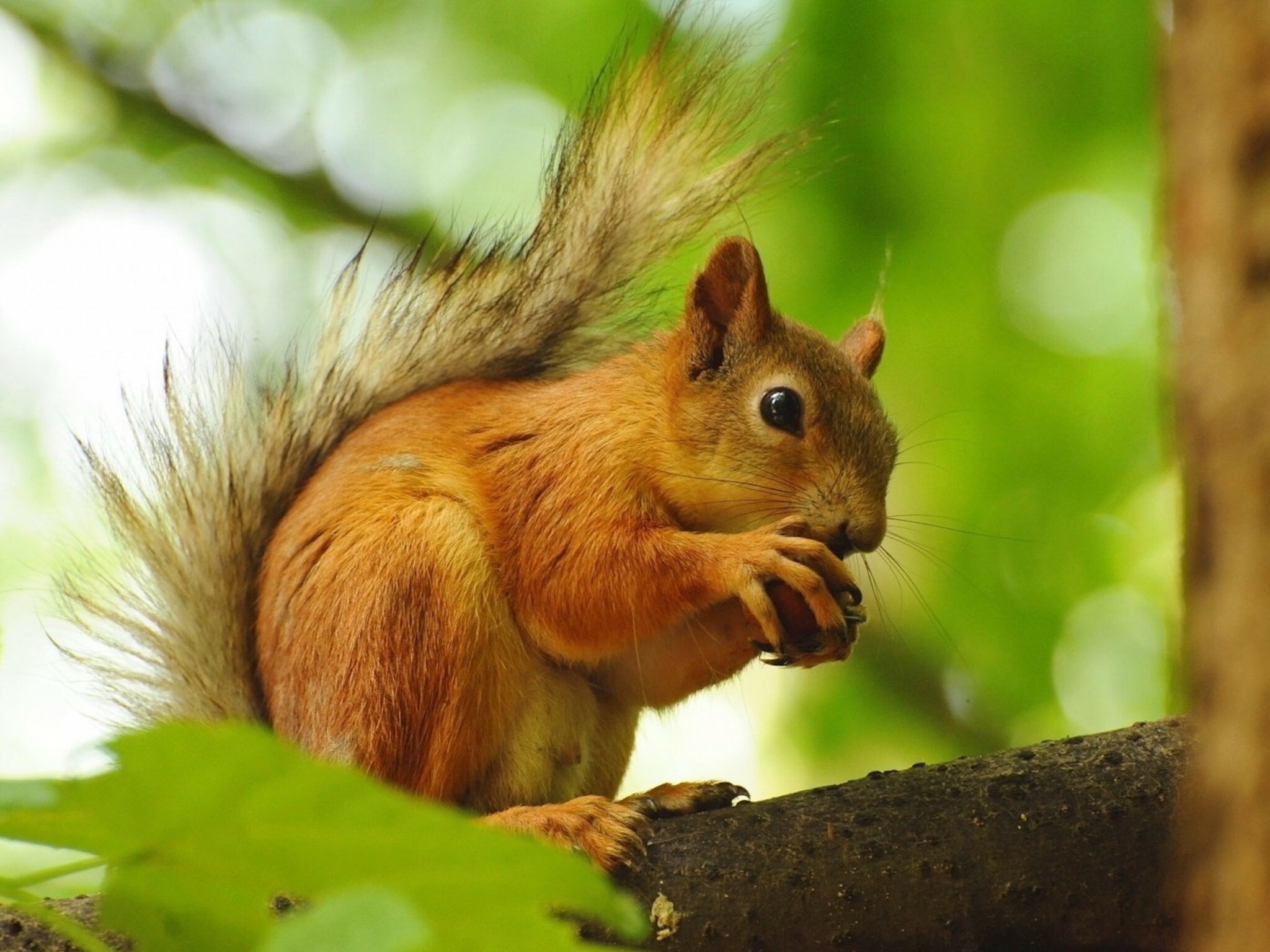 Eurasian red squirrel, Eating nut, Mossy tree branch Eurasian red squirrel, Eating nut, Mossy tree branch — 2048×1536 HD wallpaper