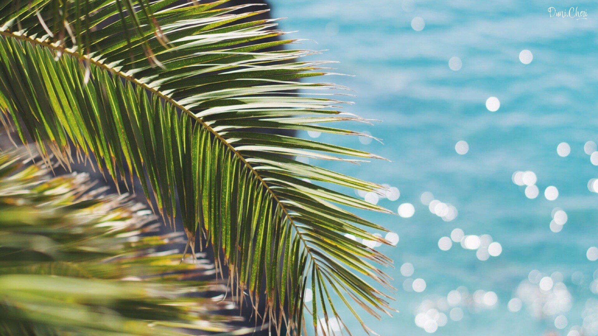 Palm frond closeup, Sunlit turquoise sea, Sparkling water bokeh Palm frond closeup, Sunlit turquoise sea, Sparkling water bokeh — 1920×1080 HD wallpaper