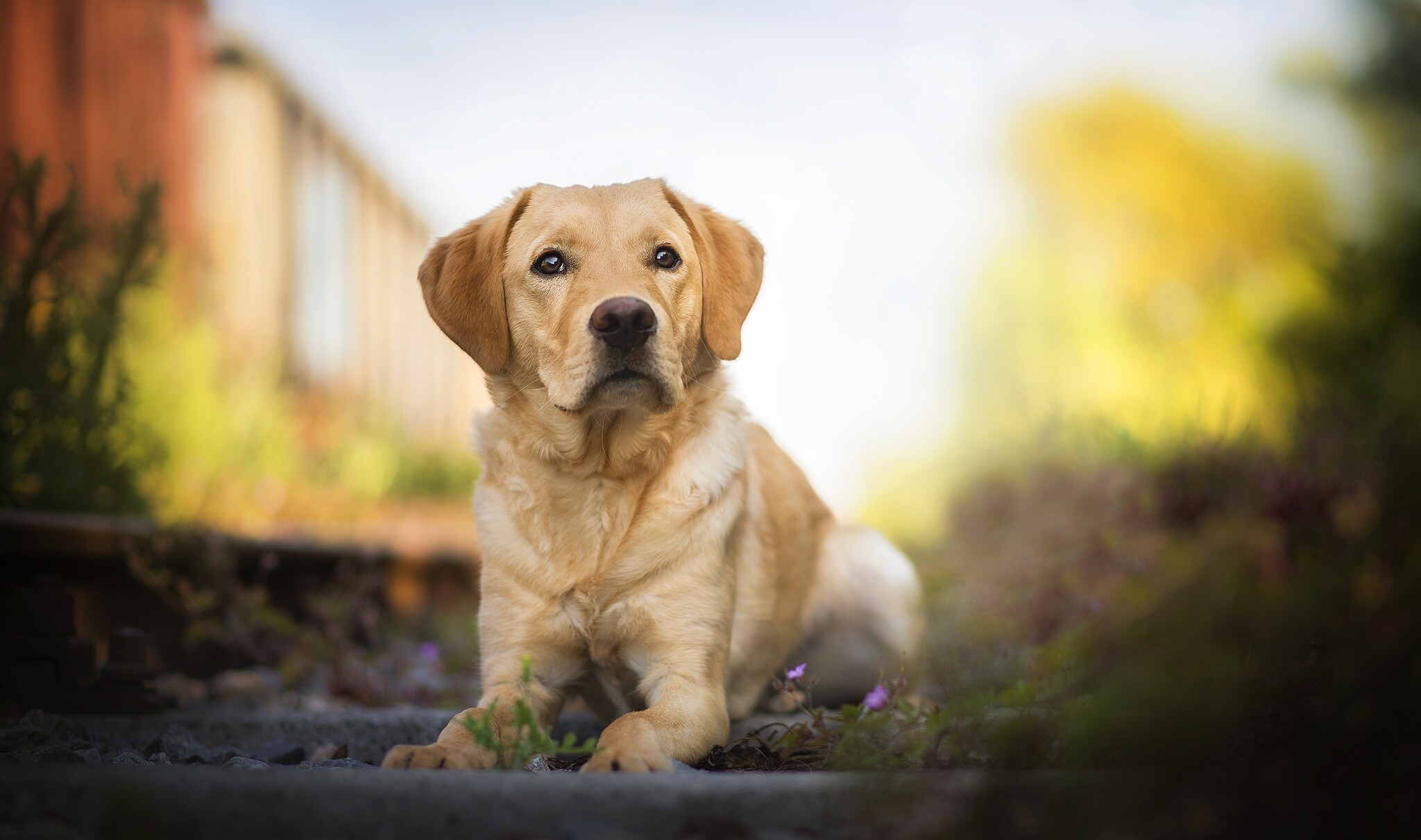 Yellow Labrador Retriever, Lying on railway tracks, Purple wildflowers, Golden sunset bokeh Yellow Labrador Retriever, Lying on railway tracks, Purple wildflowers, Golden sunset bokeh — 2048×1211 HD wallpaper
