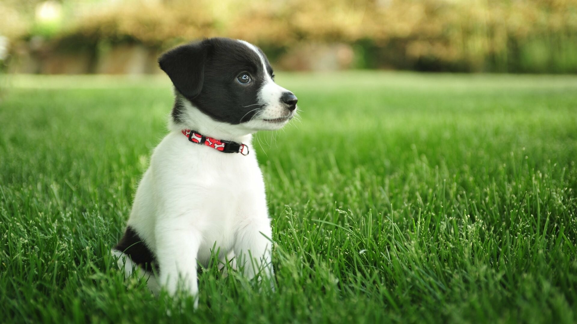 Black and white puppy, Red patterned collar, Sunlit green grass lawn Black and white puppy, Red patterned collar, Sunlit green grass lawn — 1920×1080 HD wallpaper