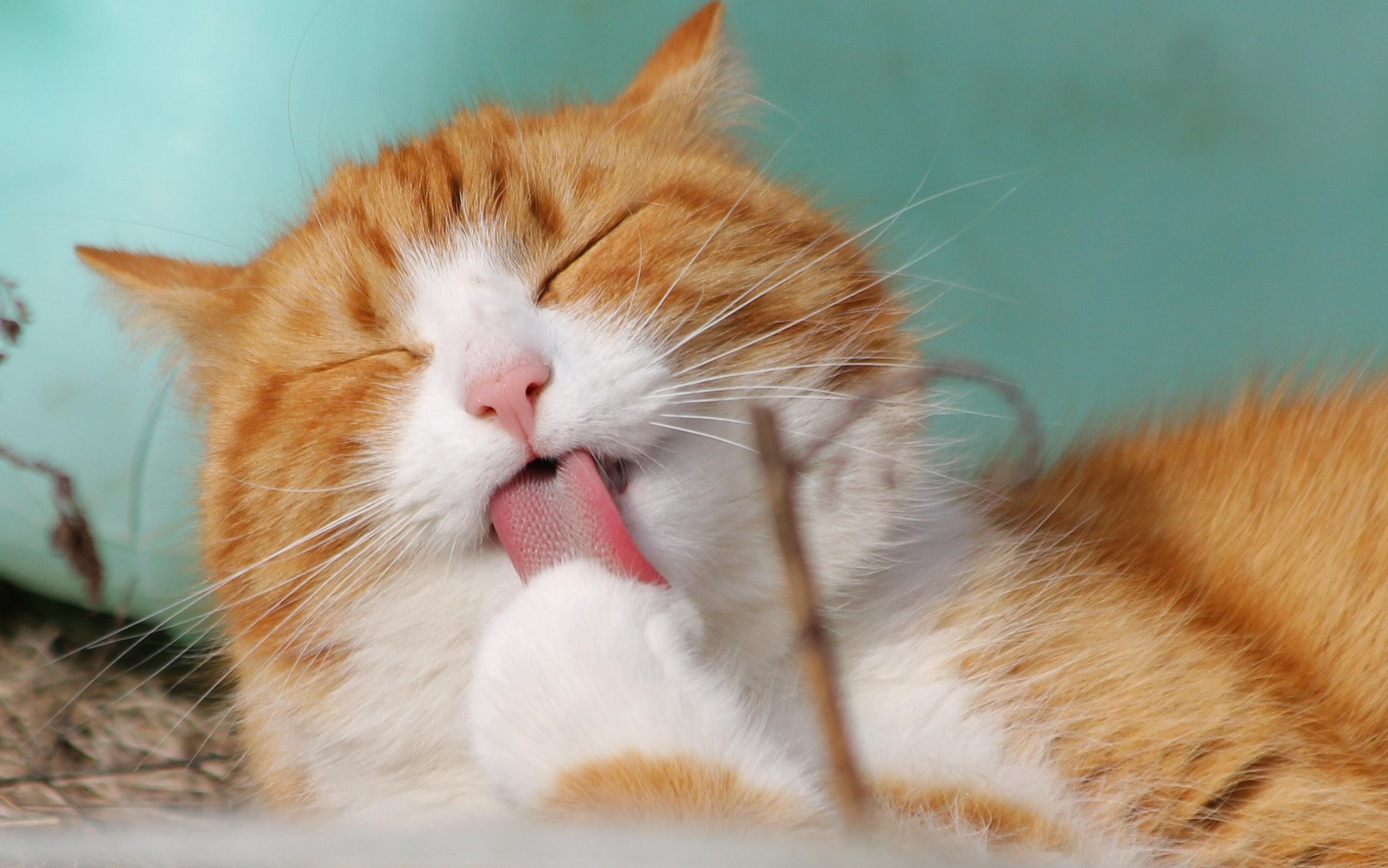 Ginger and white cat, Grooming licking paw, Teal background Ginger and white cat, Grooming licking paw, Teal background — 2560×1600 HD wallpaper