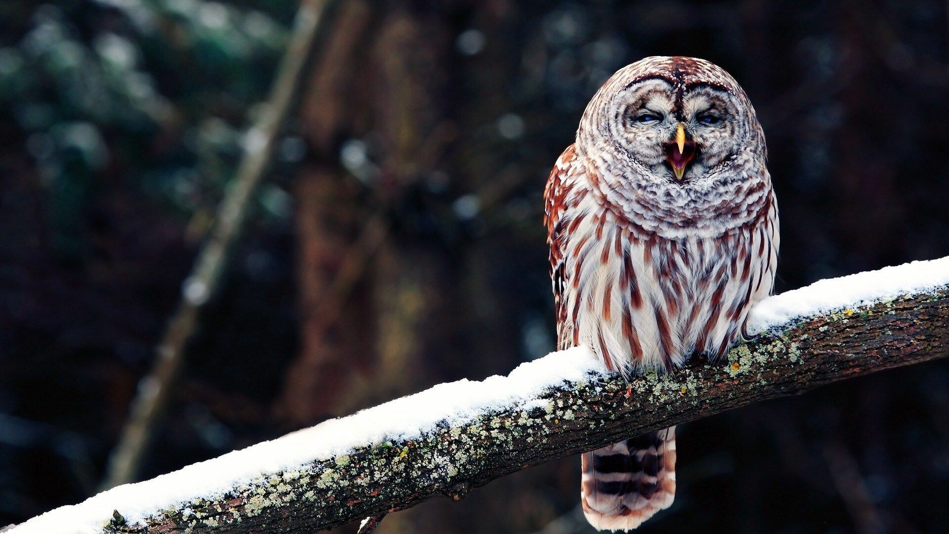 Barred Owl, Snowy lichen branch, Dark forest backdrop Barred Owl, Snowy lichen branch, Dark forest backdrop — 1920×1080 HD wallpaper
