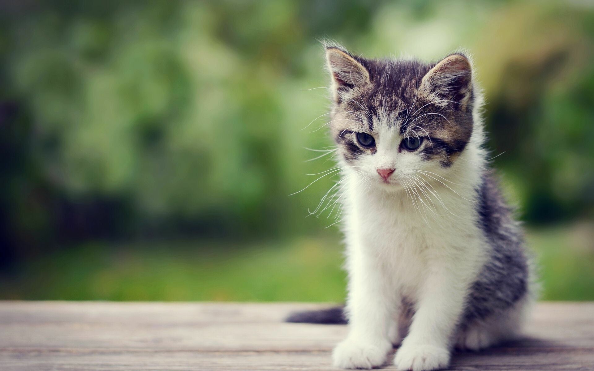 Gray white tabby kitten, Wooden plank surface, Blurred green foliage Gray white tabby kitten, Wooden plank surface, Blurred green foliage — 1920×1200 HD wallpaper