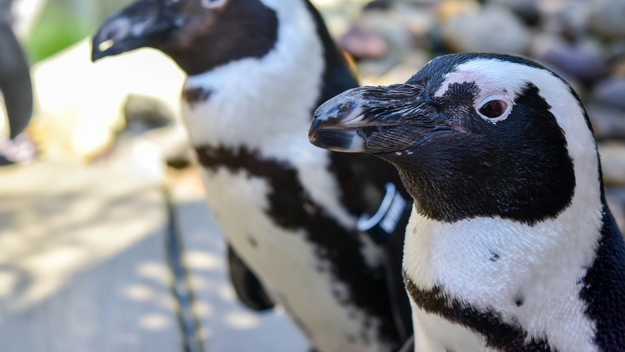 African penguin pair, Penguin head closeup, Pebbled ground path — 2048×1152 HD wallpaper