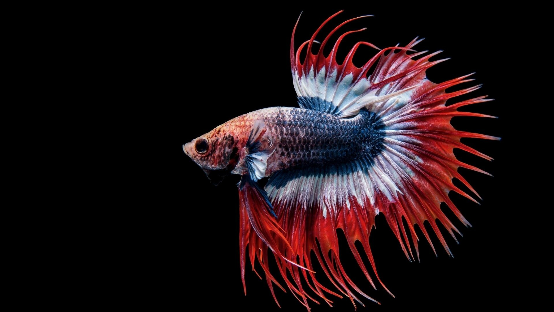 Crowntail betta fish, Red white blue fins, Black background Crowntail betta fish, Red white blue fins, Black background — 1920×1080 HD wallpaper