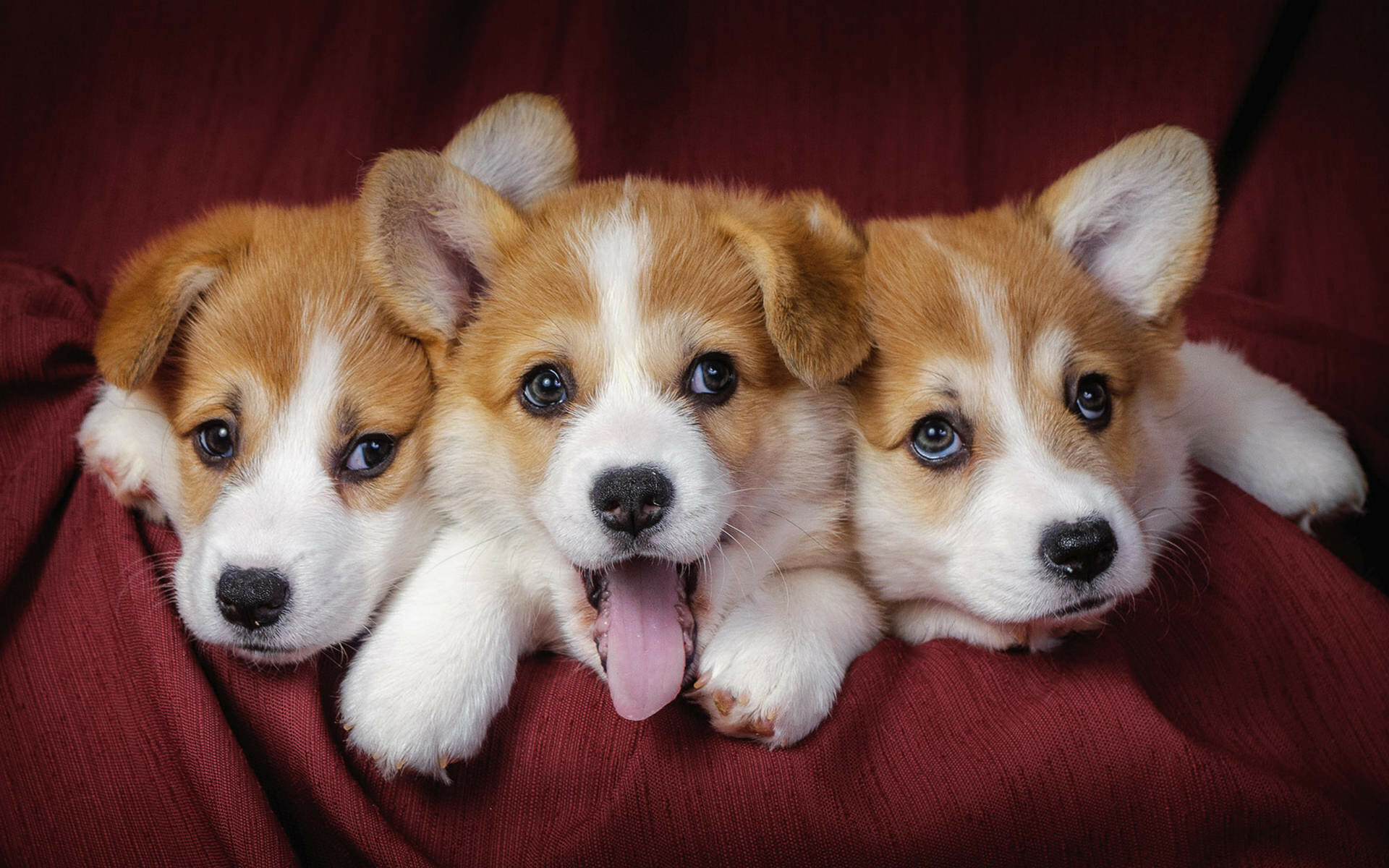 Three Pembroke Welsh Corgi puppies, Middle puppy tongue out, Dark red fabric backdrop Three Pembroke Welsh Corgi puppies, Middle puppy tongue out, Dark red fabric backdrop — 1920×1200 HD wallpaper