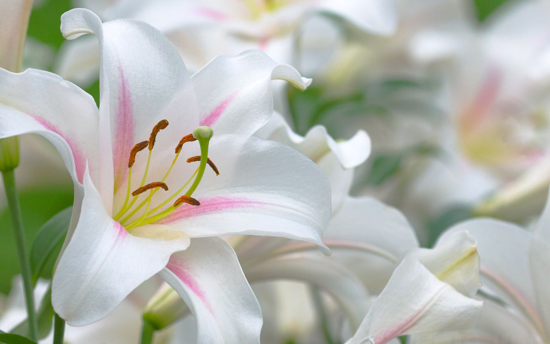White Oriental lily bloom, Orange pollen stamens, Pink-tinged petals closeup White Oriental lily bloom, Orange pollen stamens, Pink-tinged petals closeup — 1920×1200 HD wallpaper