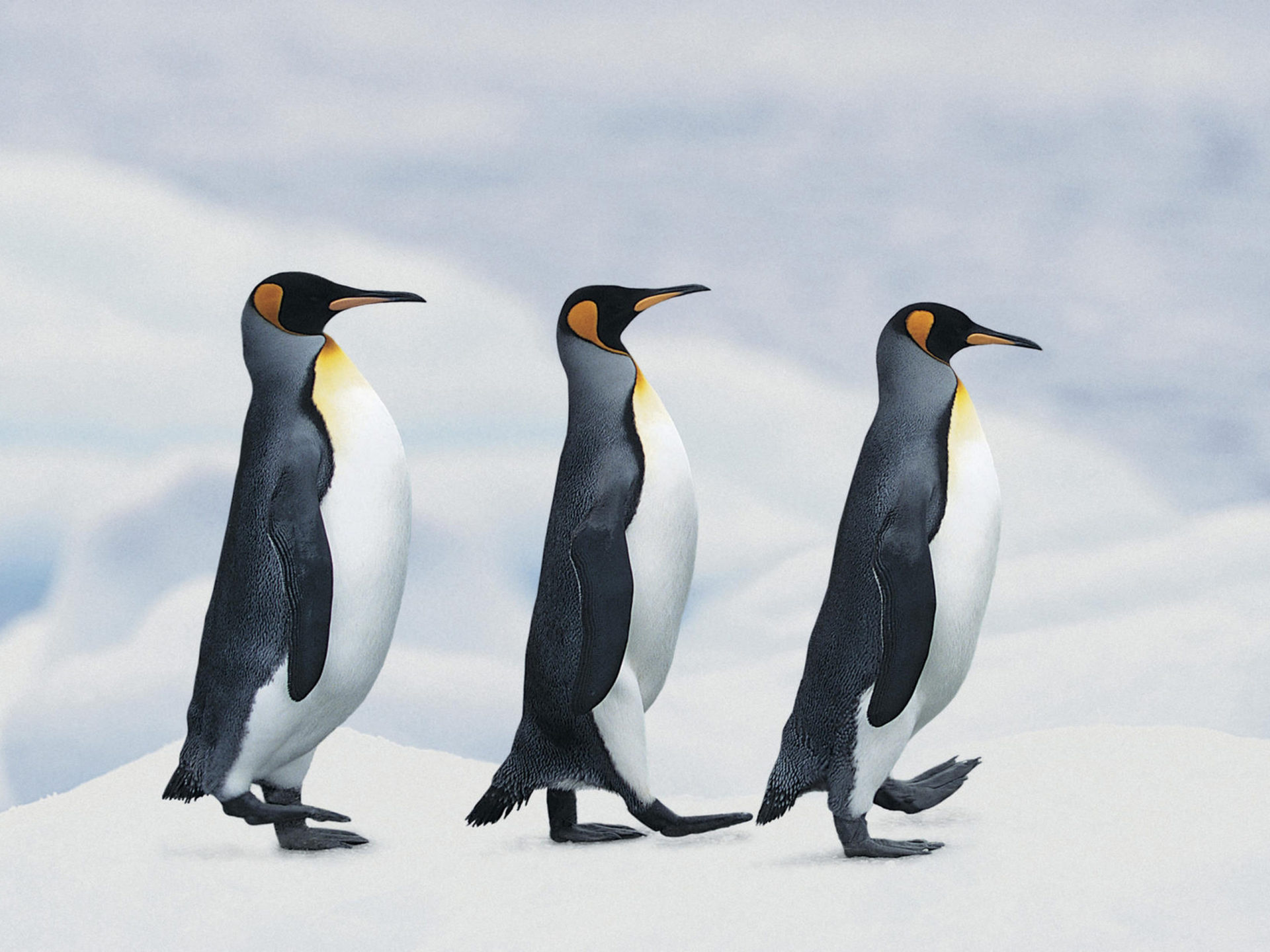 Three king penguins, Walking on snow, Antarctic ice landscape Three king penguins, Walking on snow, Antarctic ice landscape — 1920×1440 HD wallpaper
