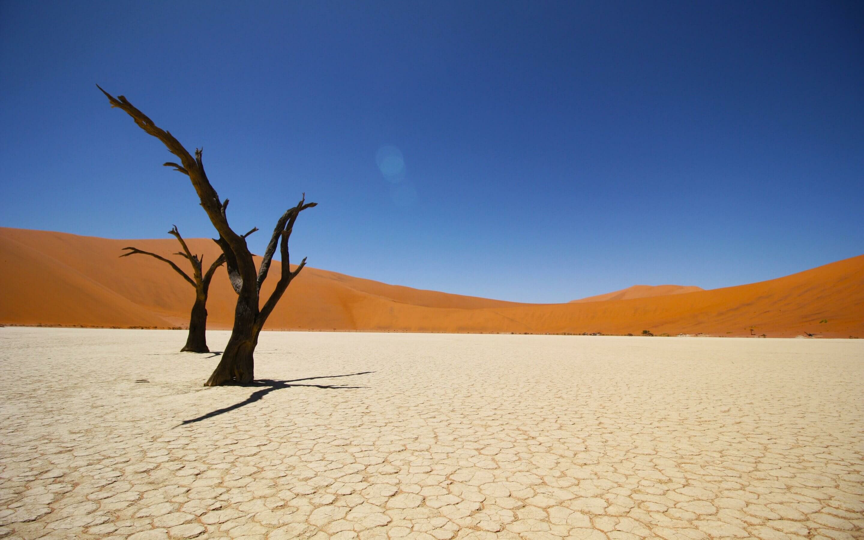 Deadvlei camel thorn tree, Sossusvlei red dunes, Cracked clay pan Deadvlei camel thorn tree, Sossusvlei red dunes, Cracked clay pan — 2880×1800 HD wallpaper
