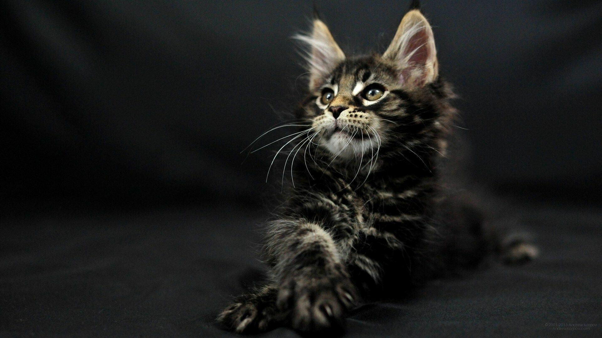 Maine Coon kitten, Tufted ear tips, Black studio backdrop Maine Coon kitten, Tufted ear tips, Black studio backdrop — 1920×1080 HD wallpaper