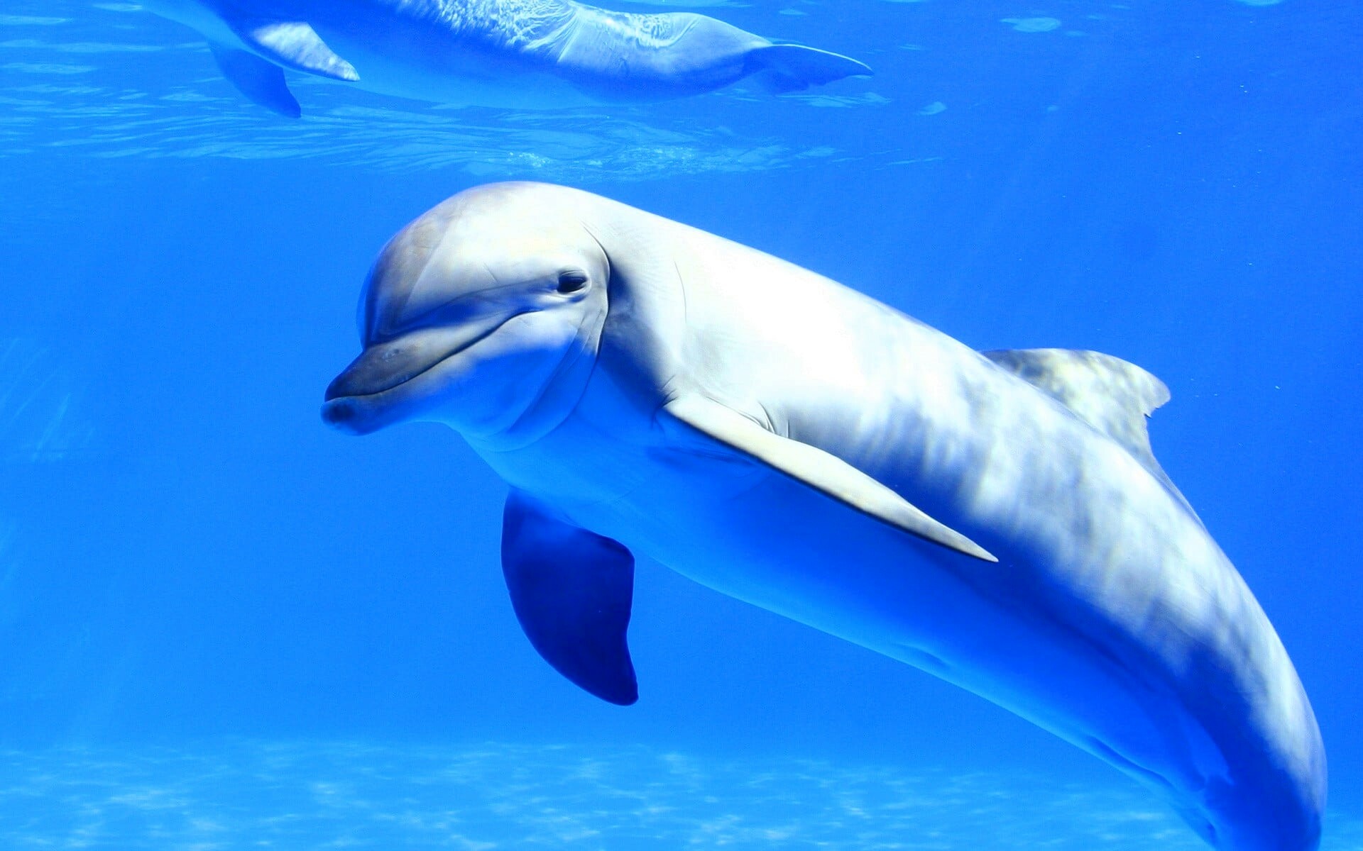 Bottlenose dolphin underwater, Second dolphin near surface, Sunlit blue ocean Bottlenose dolphin underwater, Second dolphin near surface, Sunlit blue ocean — 1920×1200 HD wallpaper