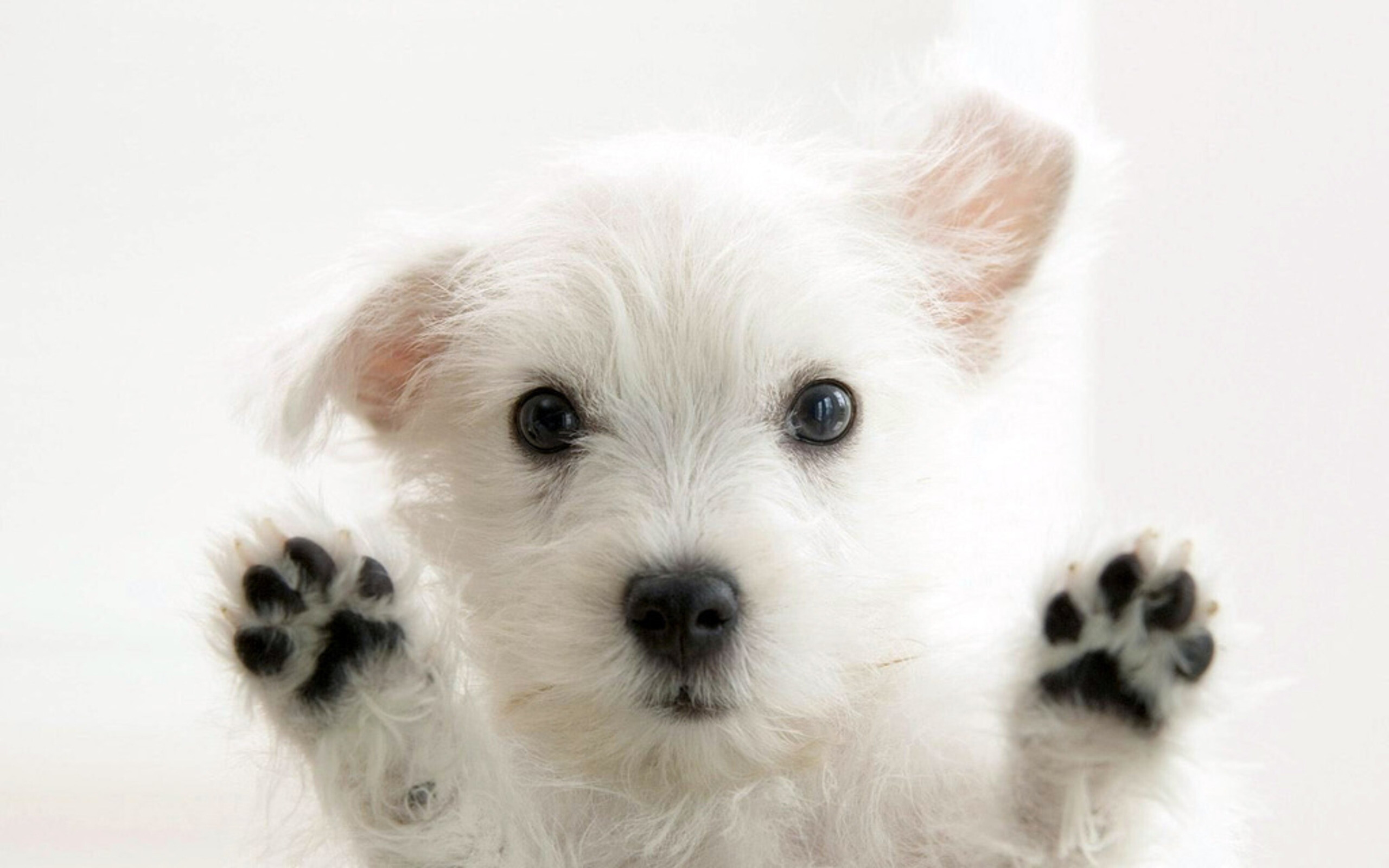 West Highland White Terrier puppy, Raised paw pads, White backdrop West Highland White Terrier puppy, Raised paw pads, White backdrop — 2560×1600 HD wallpaper
